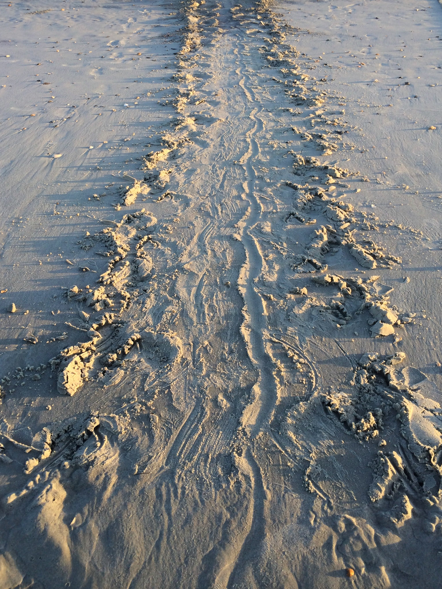 Sea Turtle Tracks 1, OIB