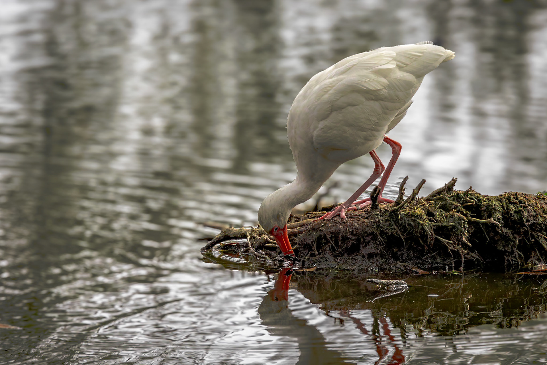 White Ibis 5, Cypress Wetlands, Port Royal, SC