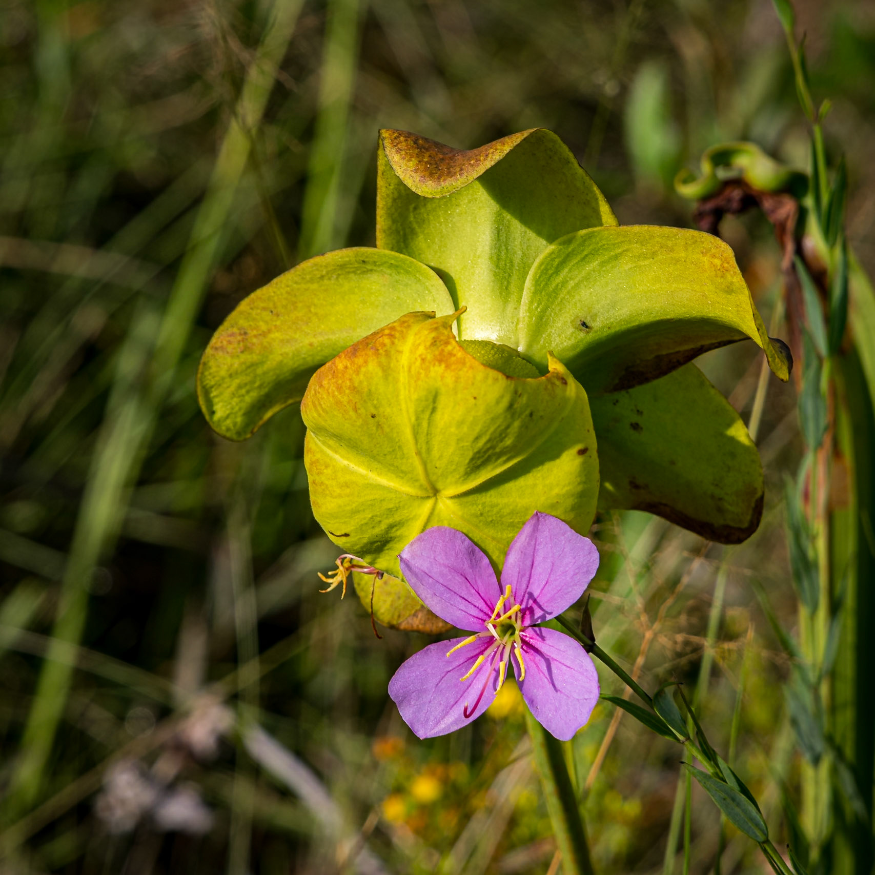Pitcher plant and meadowbeauty blooms, Green Swamp Preserve