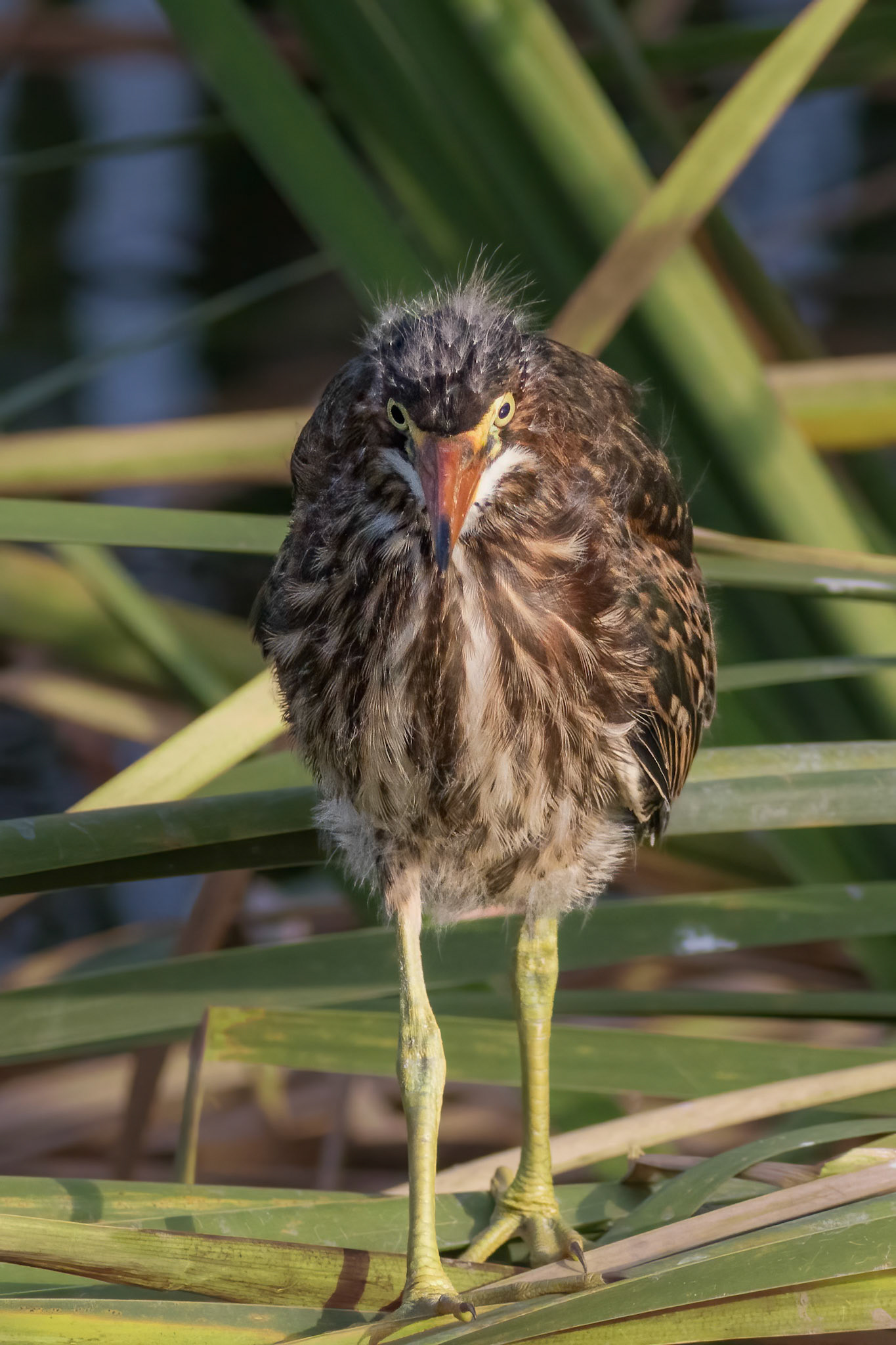 Juvenile green heron 1, Carl Bazemore bird walk