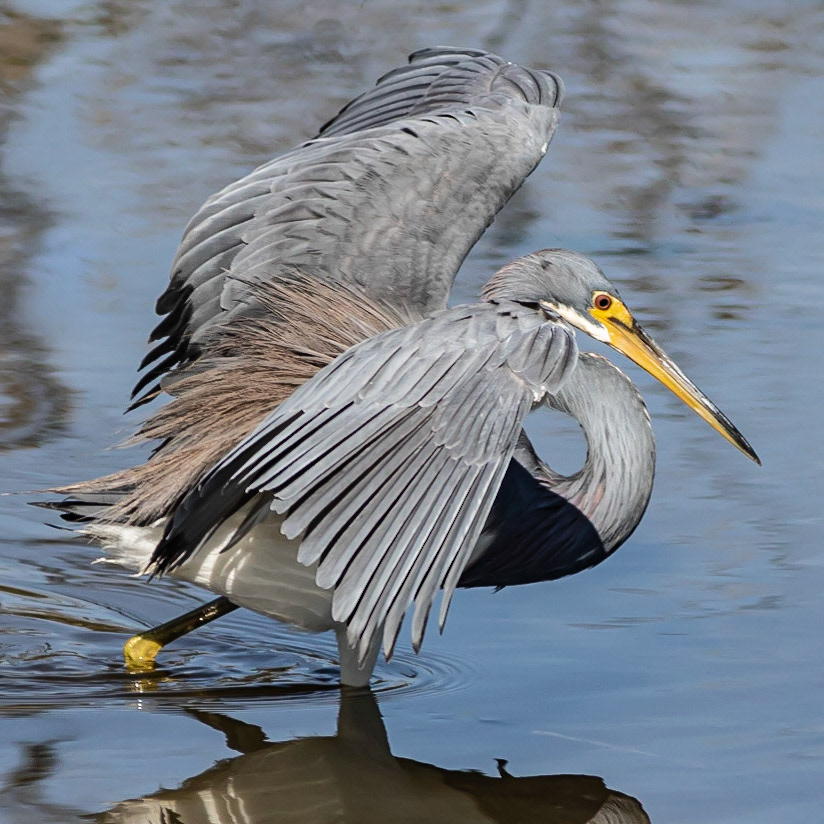 Tricolor Heron 4, Huntington Beach State Park, SC