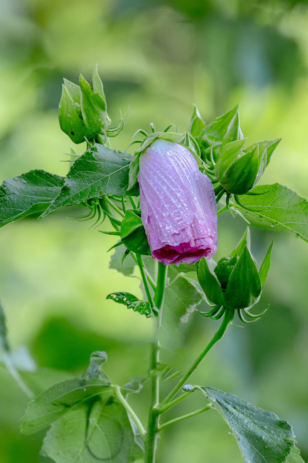 Hibuscus 1, Green Swamp area