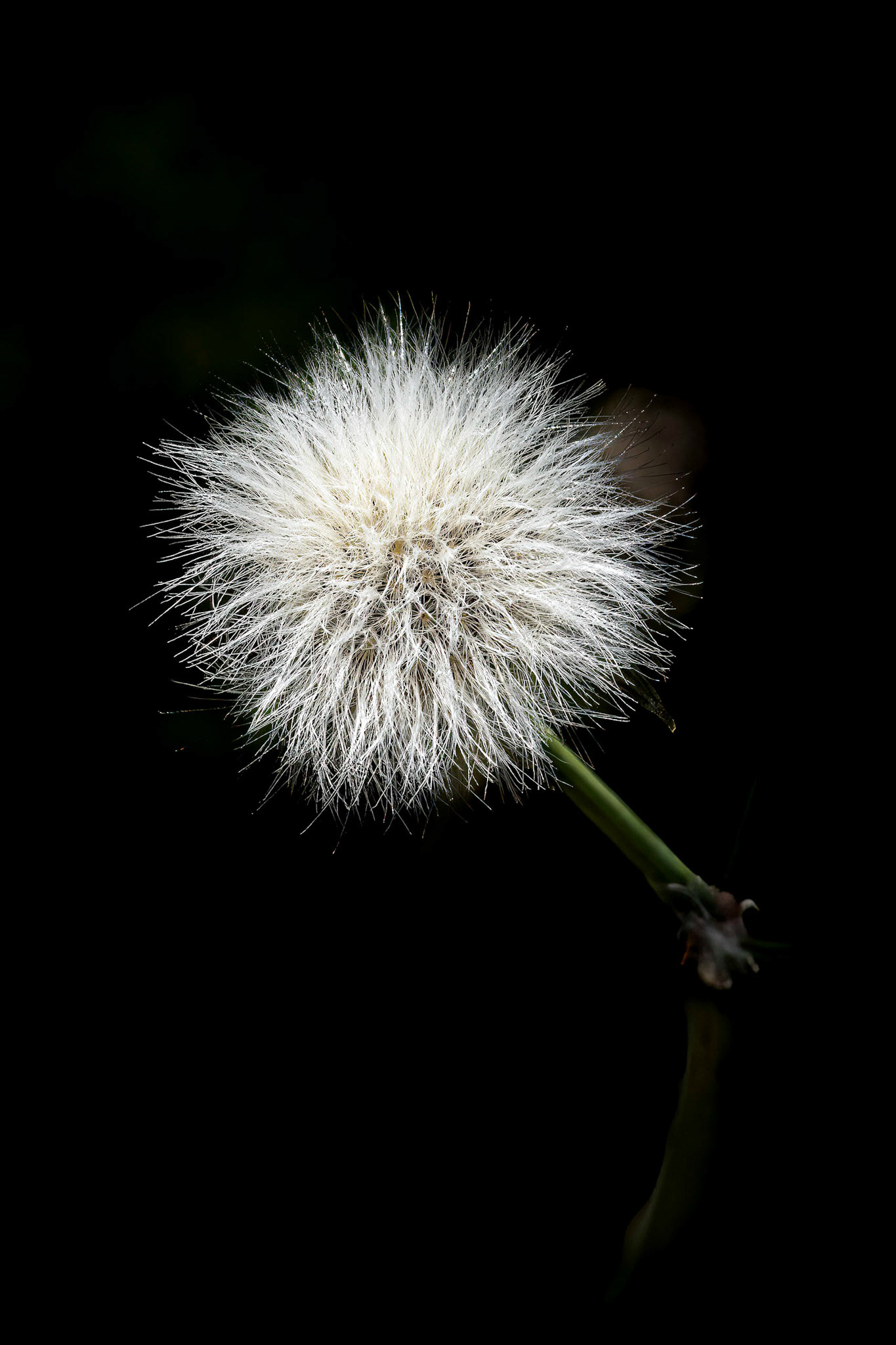 Dandelion, OIB East end