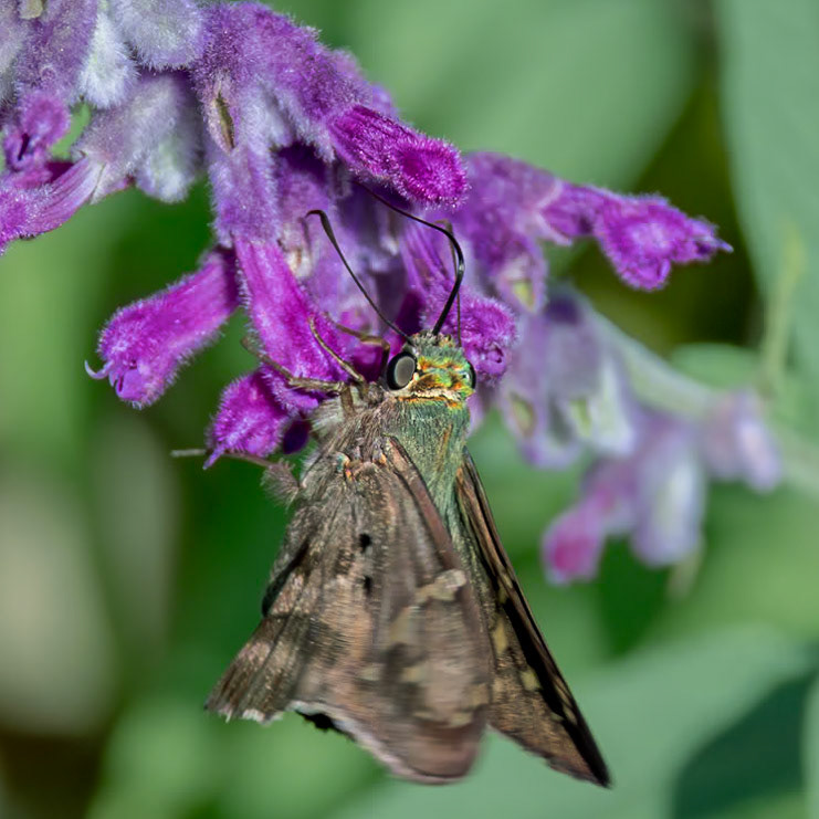 Long tailed skipper 10 on Mexican bush sage, New Hanover county Arboretum