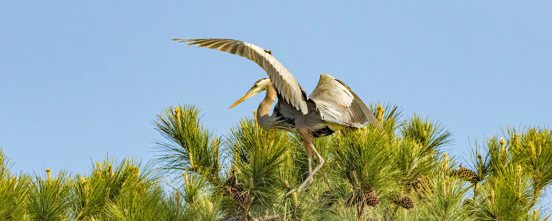 Rookery 3, Sea Trail