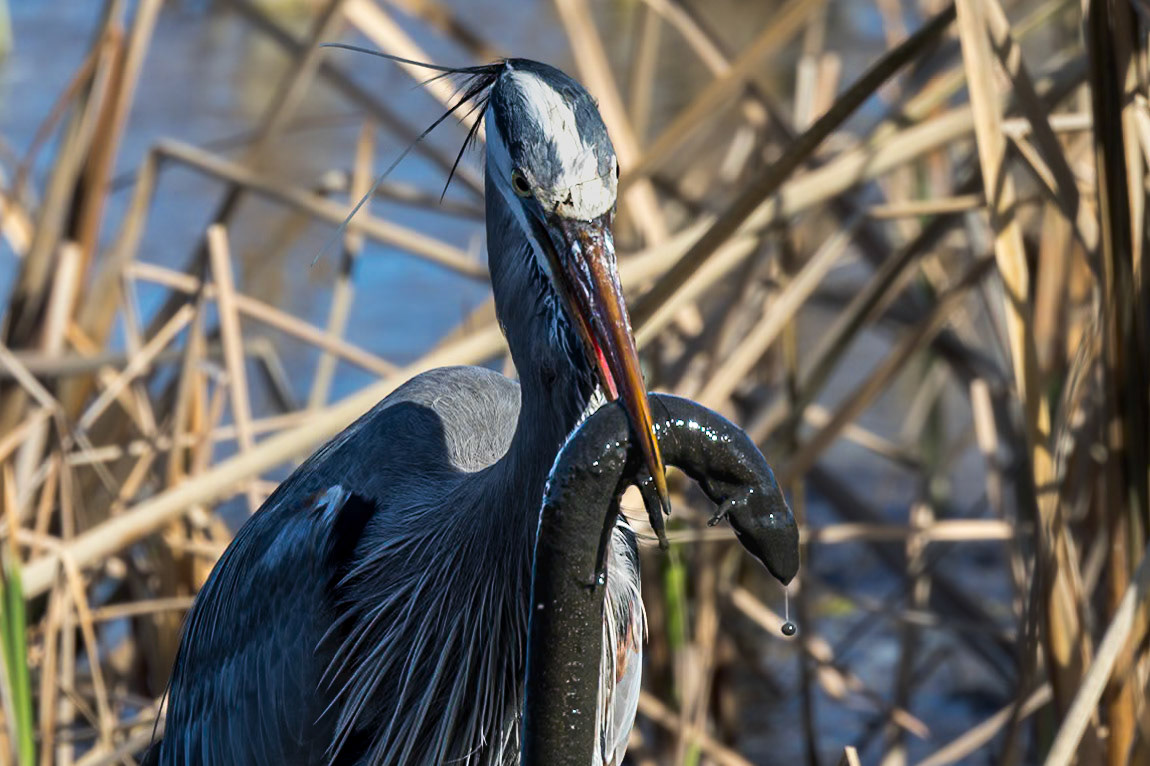 Great blue heron 81, Huntington Beach State Park, SC