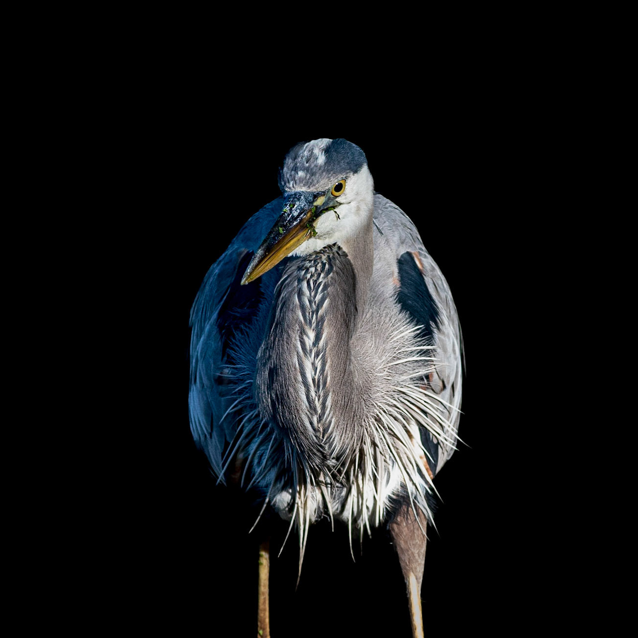 Great blue heron 86, Magnolia Plantation and Gardens, SCAIR 30