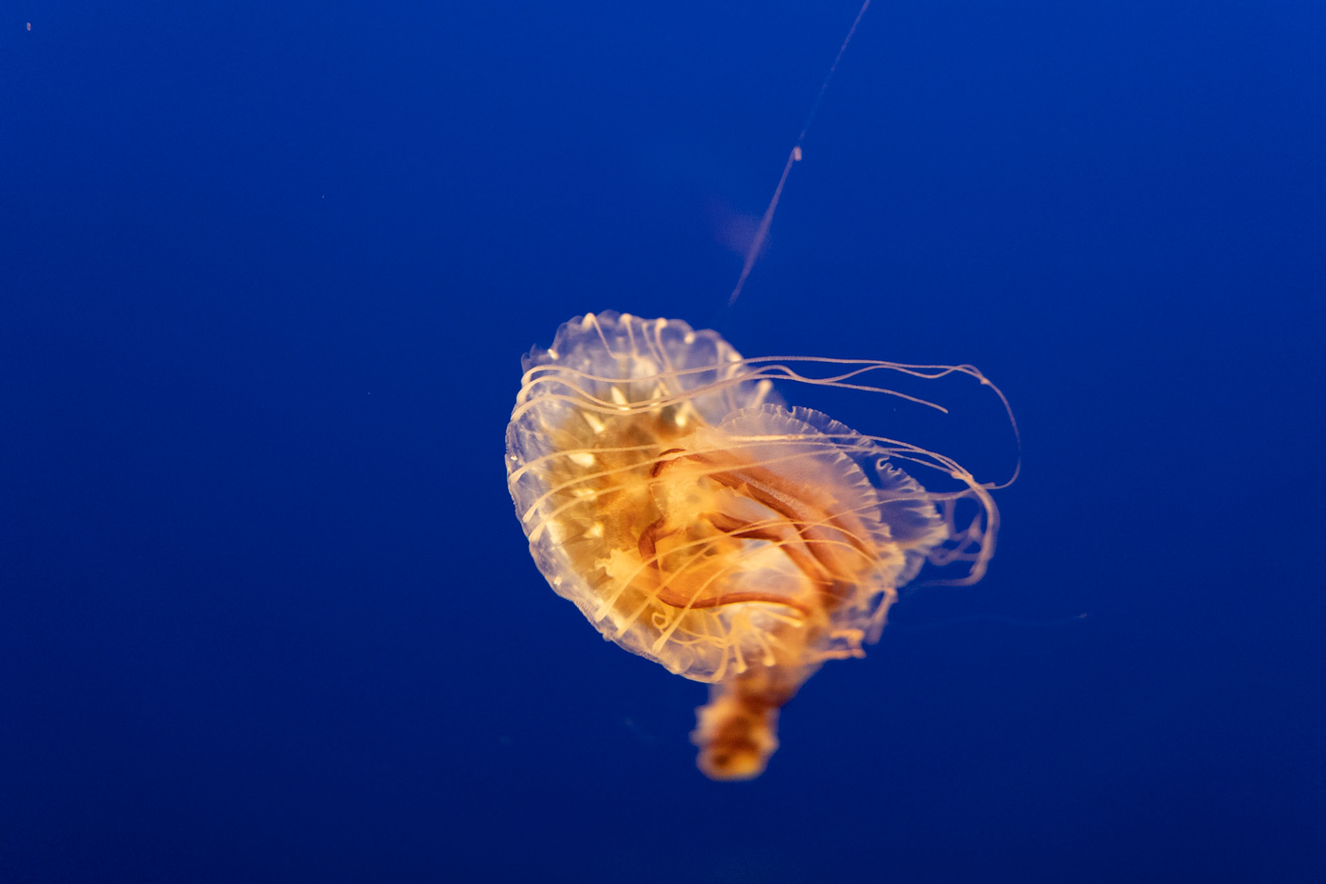 Jellyfish 2, Fort Fisher