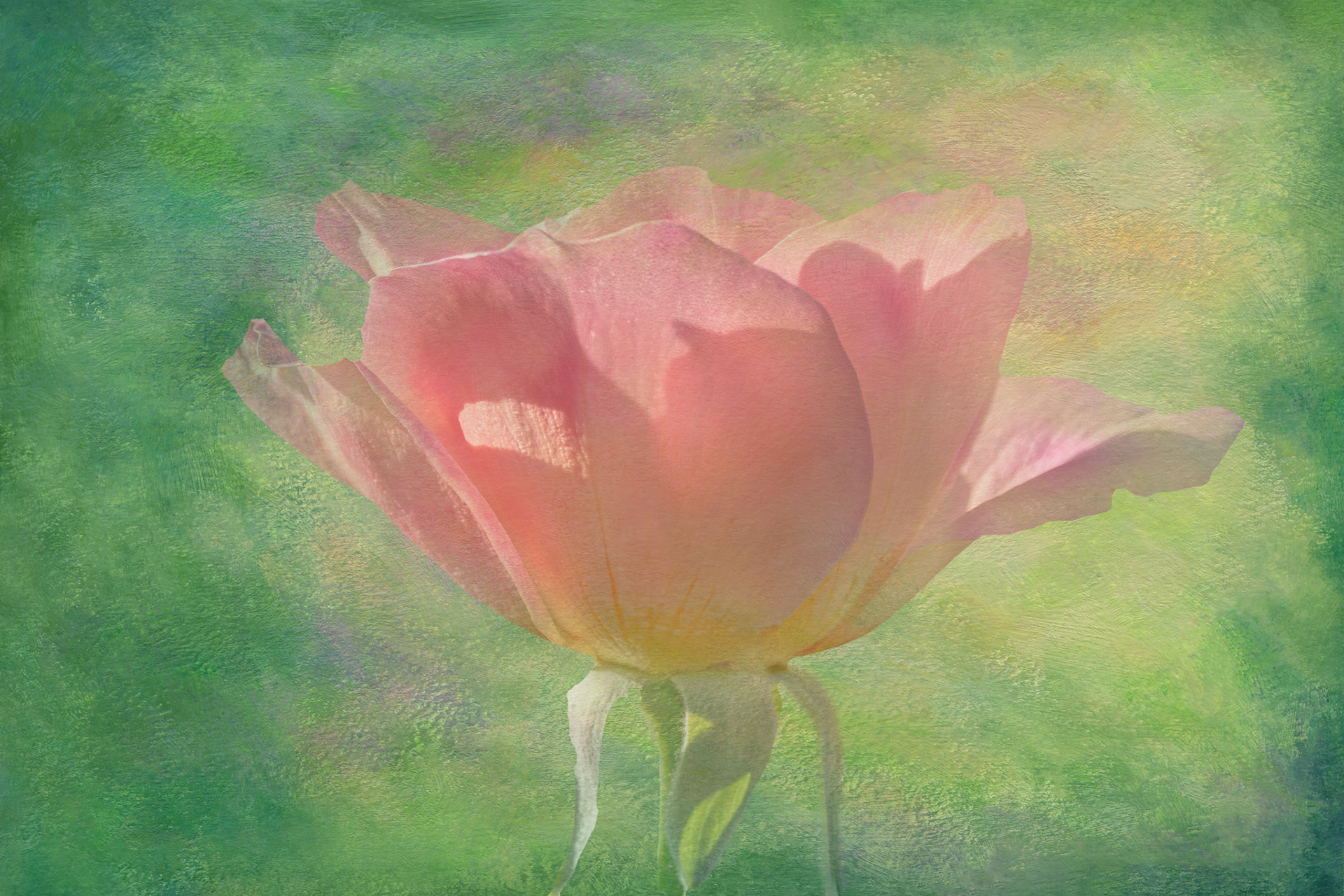 Rose 43, New Hanover County Arboretum