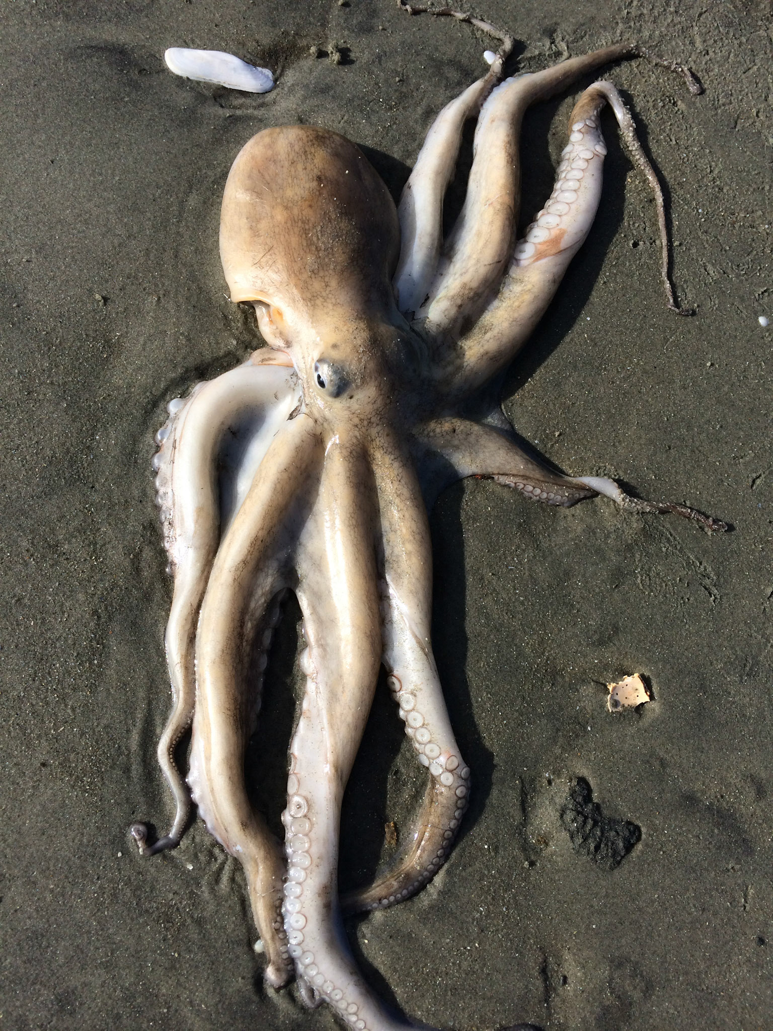 Octopus 1, OIB east end