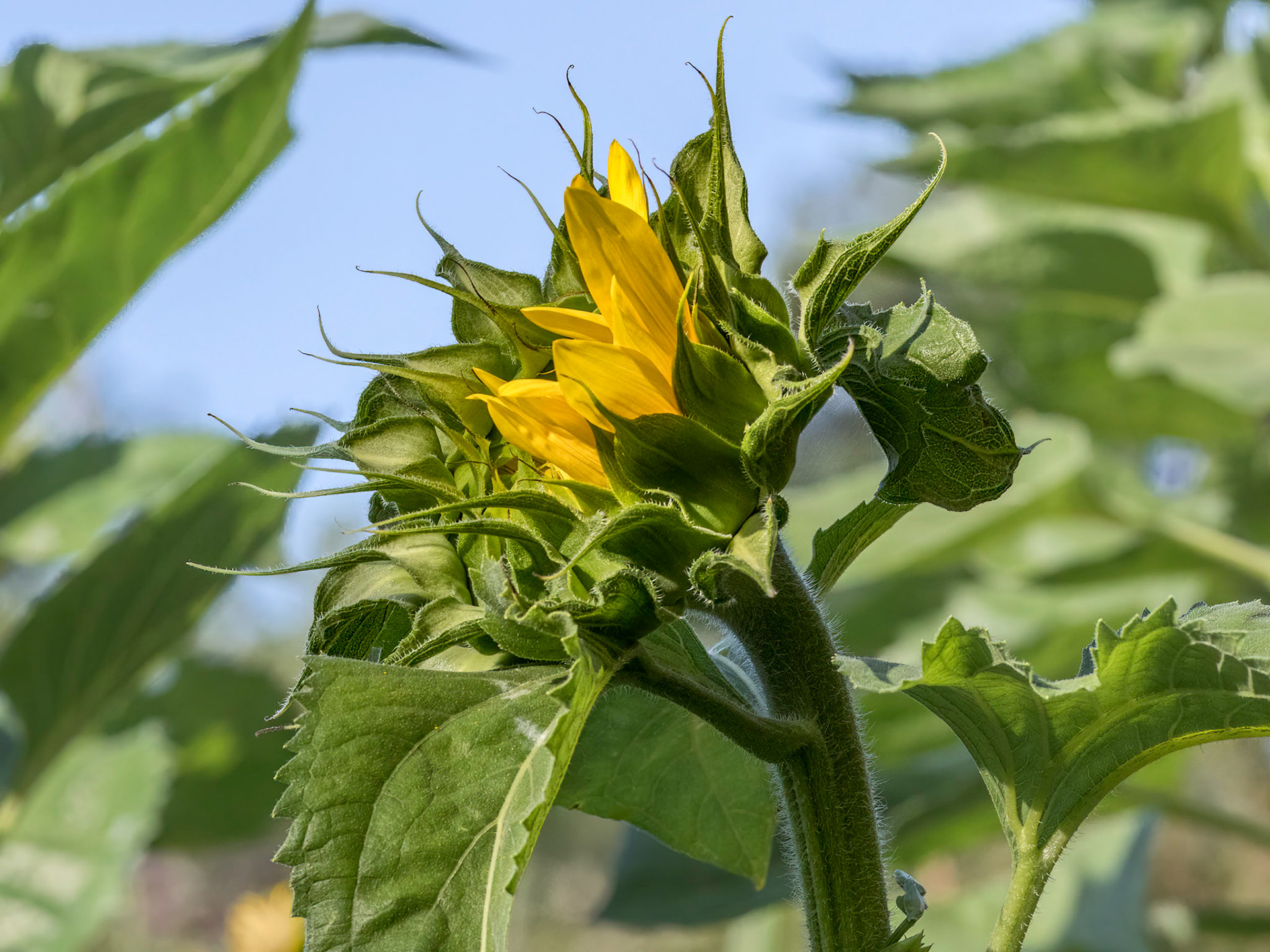 Sunflower 9, Brunswick County Botanical Garden