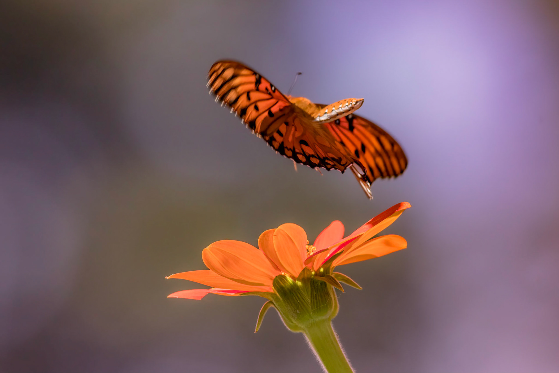 Gulf fritillary 4, New Hanover County Arboretum