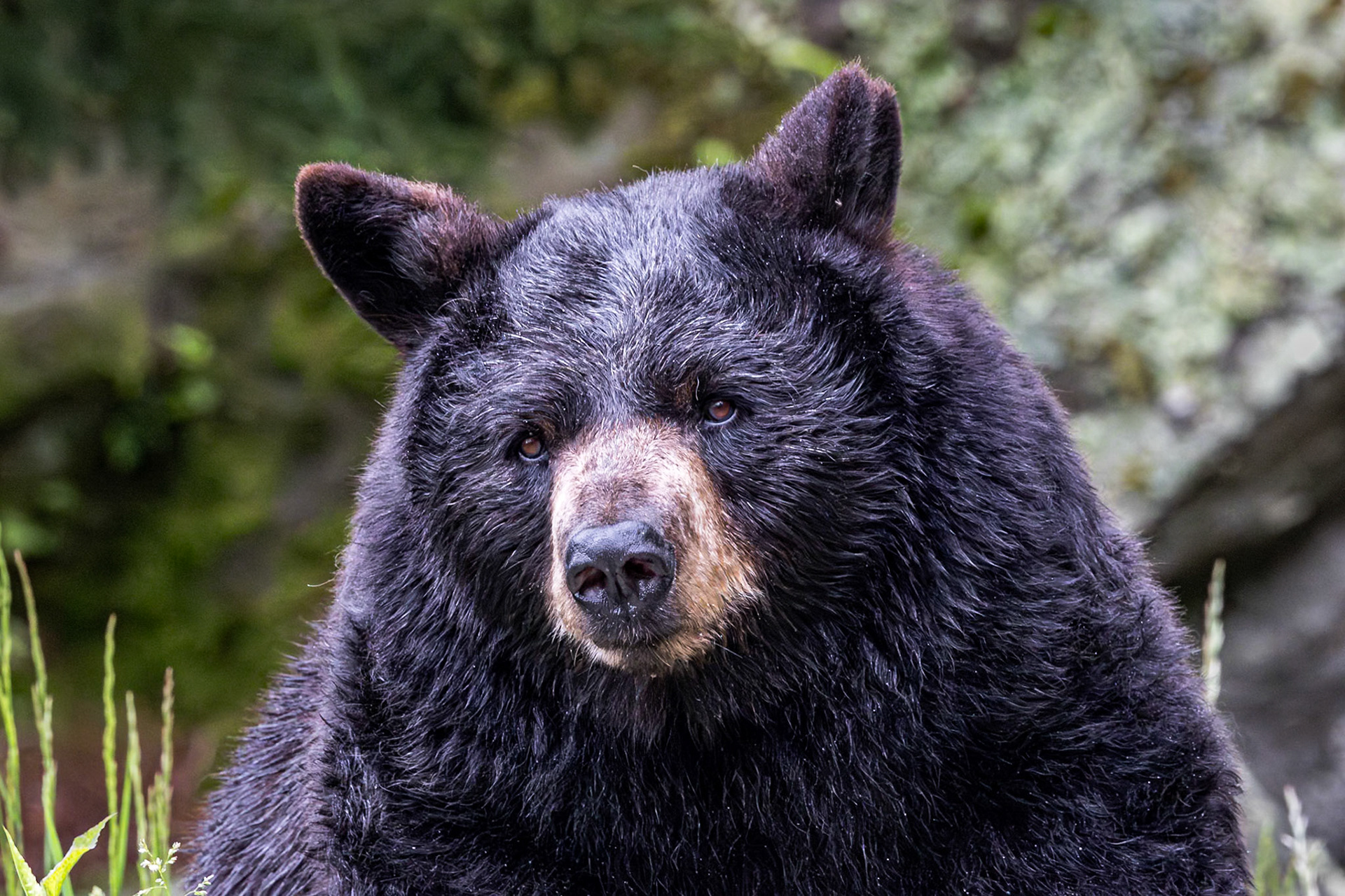 Black bear 2, Grandfather Mountain, NC