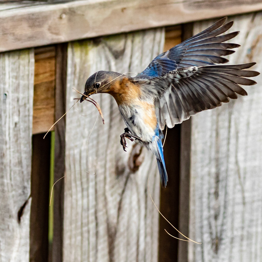 Female Eastern Bluebird 12, OIB