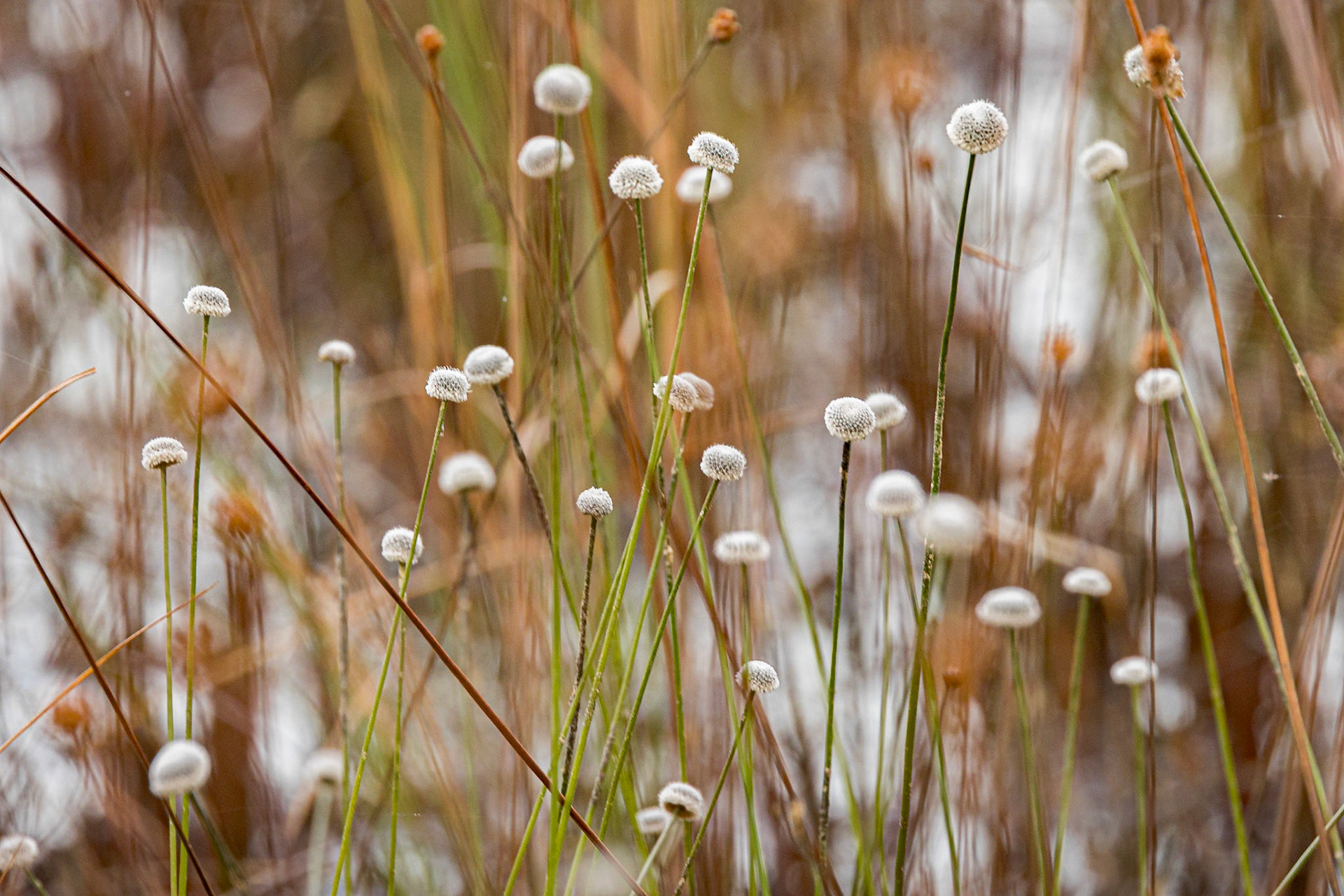 Hat pin aka pipewort 3, Green Swamp Preserve