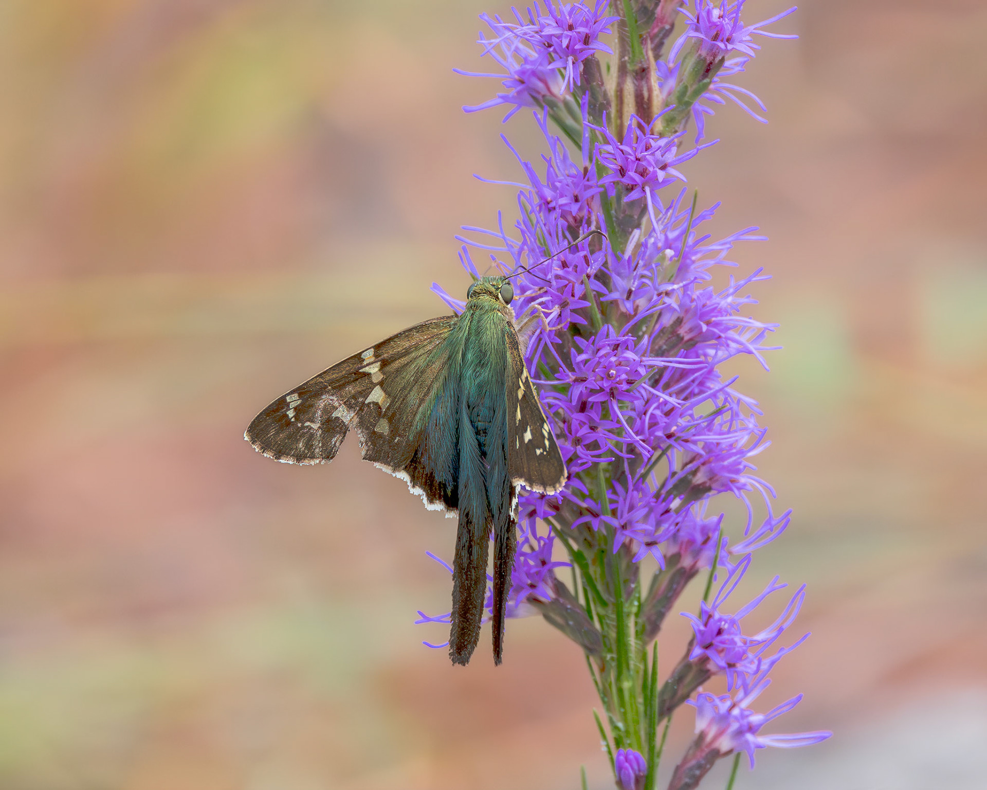 Long tailed skipper 13, Green Swamp Preserve