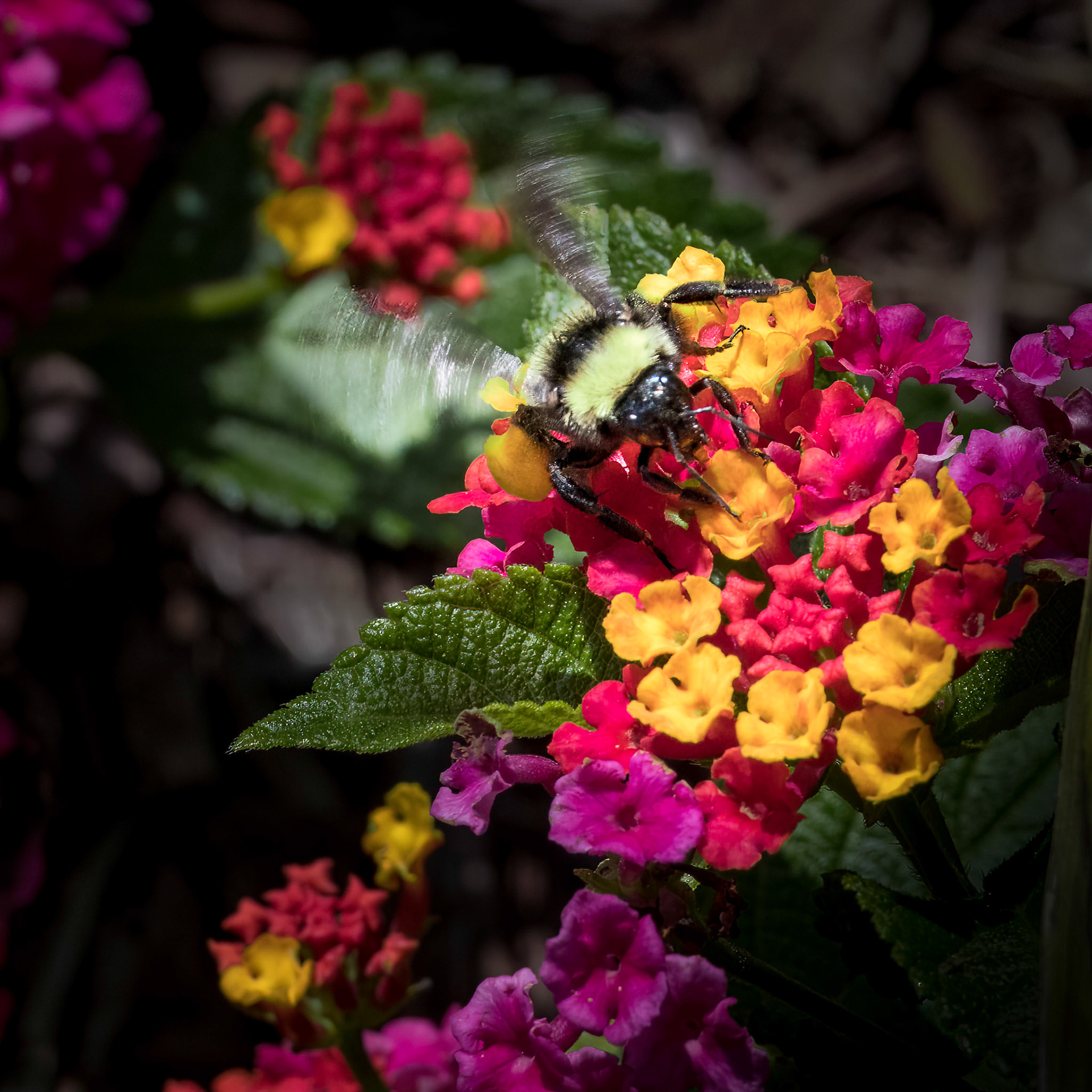 Lantana 1, OIB