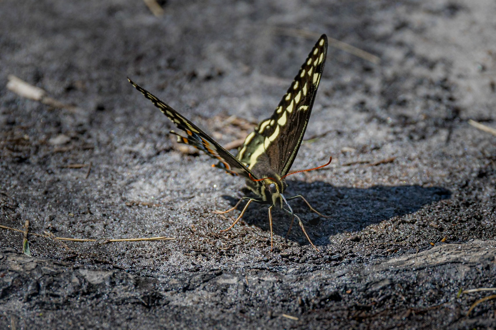 Palamedes swallowtail 21, Green Swamp Preserve