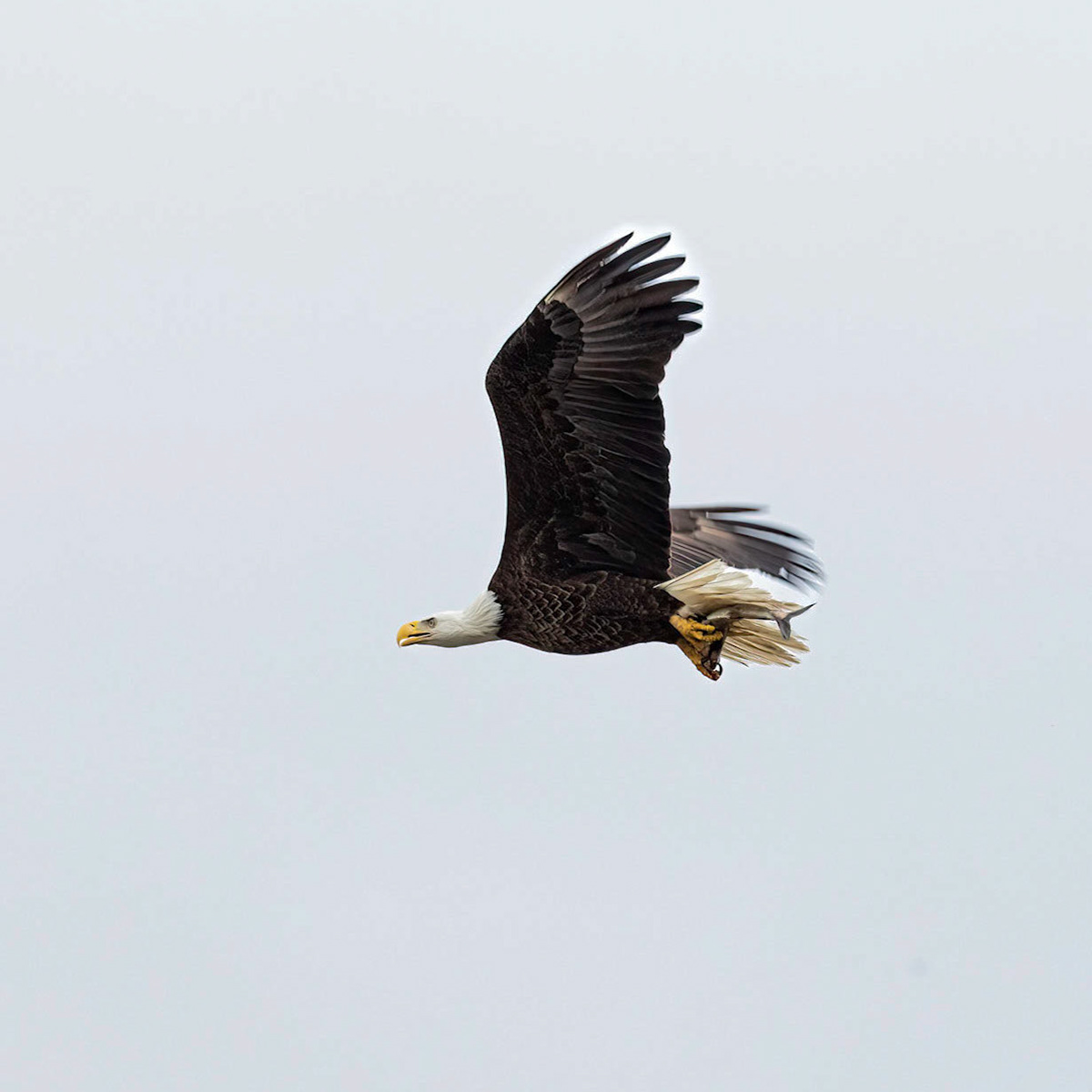 Bald Eagle 29, Carl Bazemore Platform, Sunset Beach