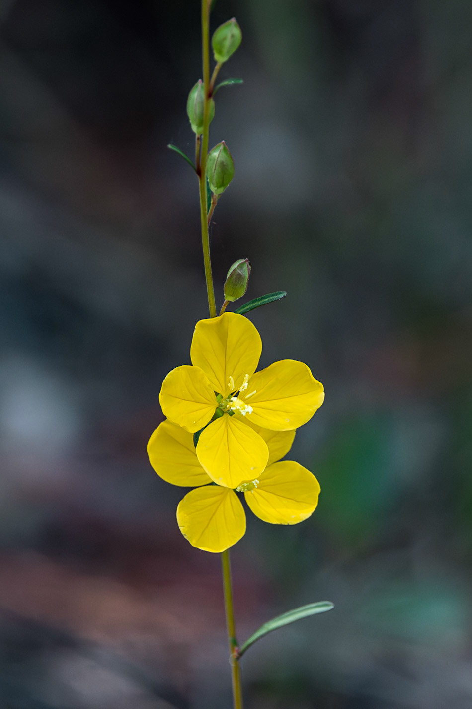 Yellow meadow- beauty 3, Green Swamp Preserve