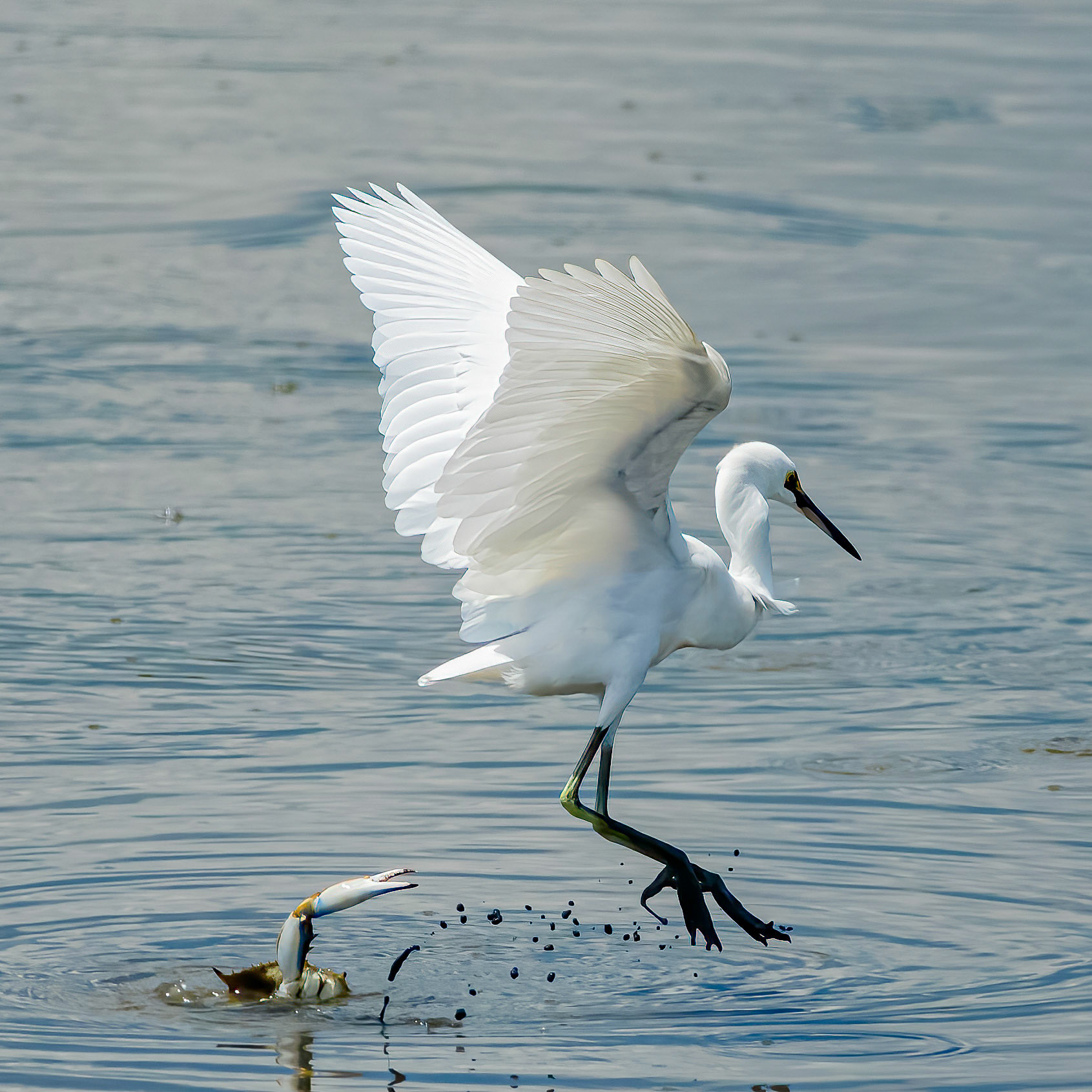 Blue Crab and Snowy Egret, OIB Gazebo behind chapel