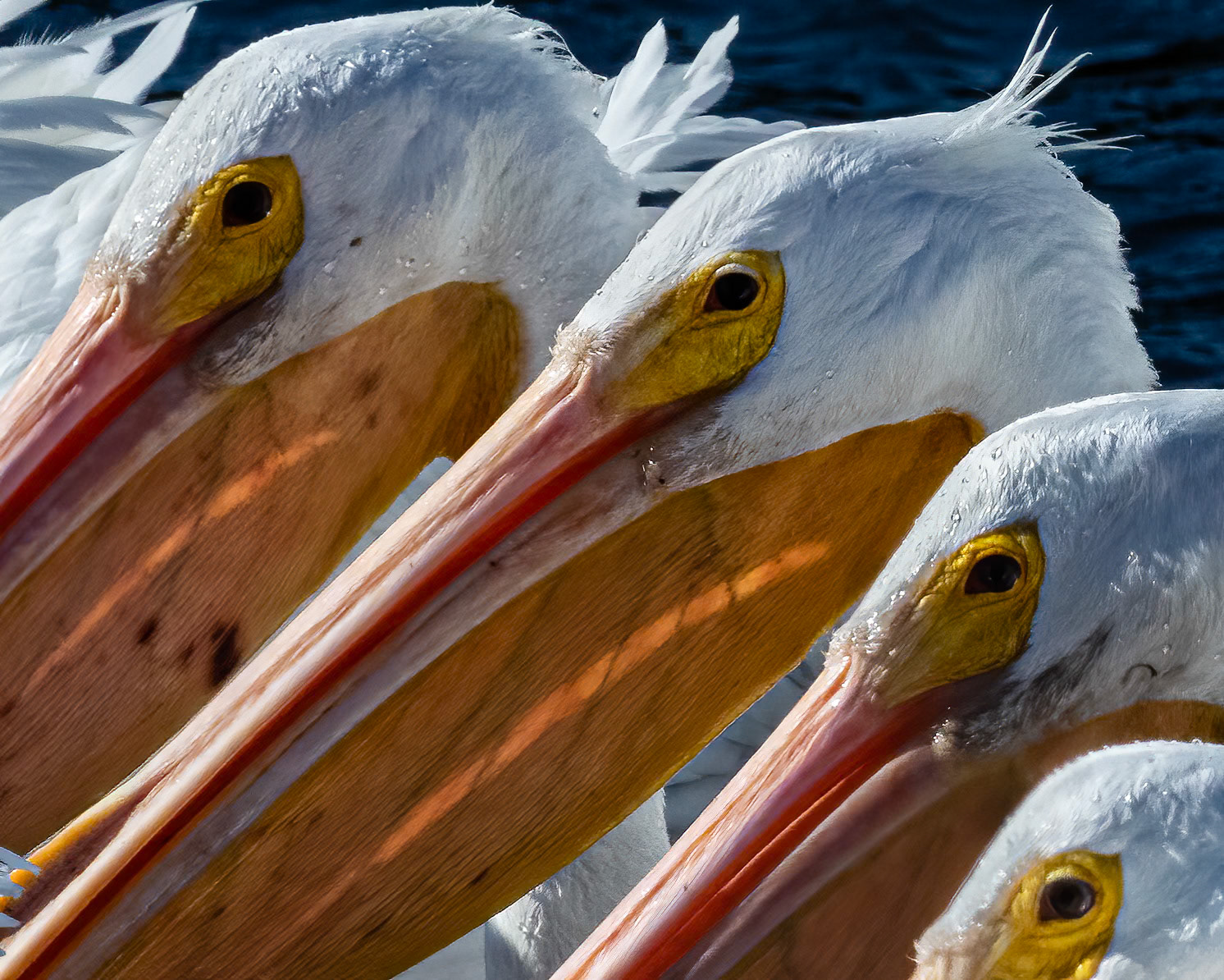 White pelicans 12, Huntington Beach SP, SC