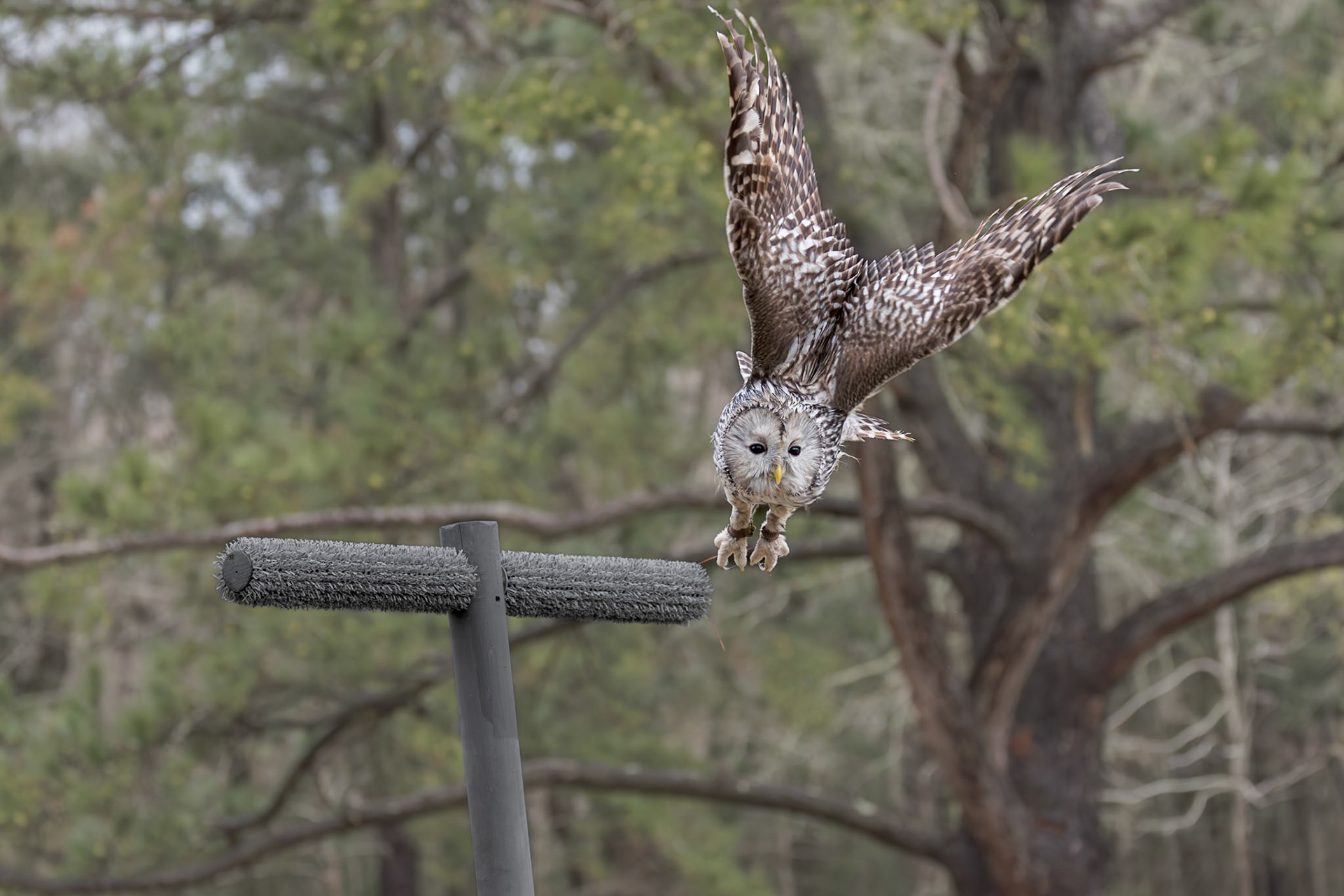 Ural Owl 3, Center for Birds of Prey, Awendaw, SC