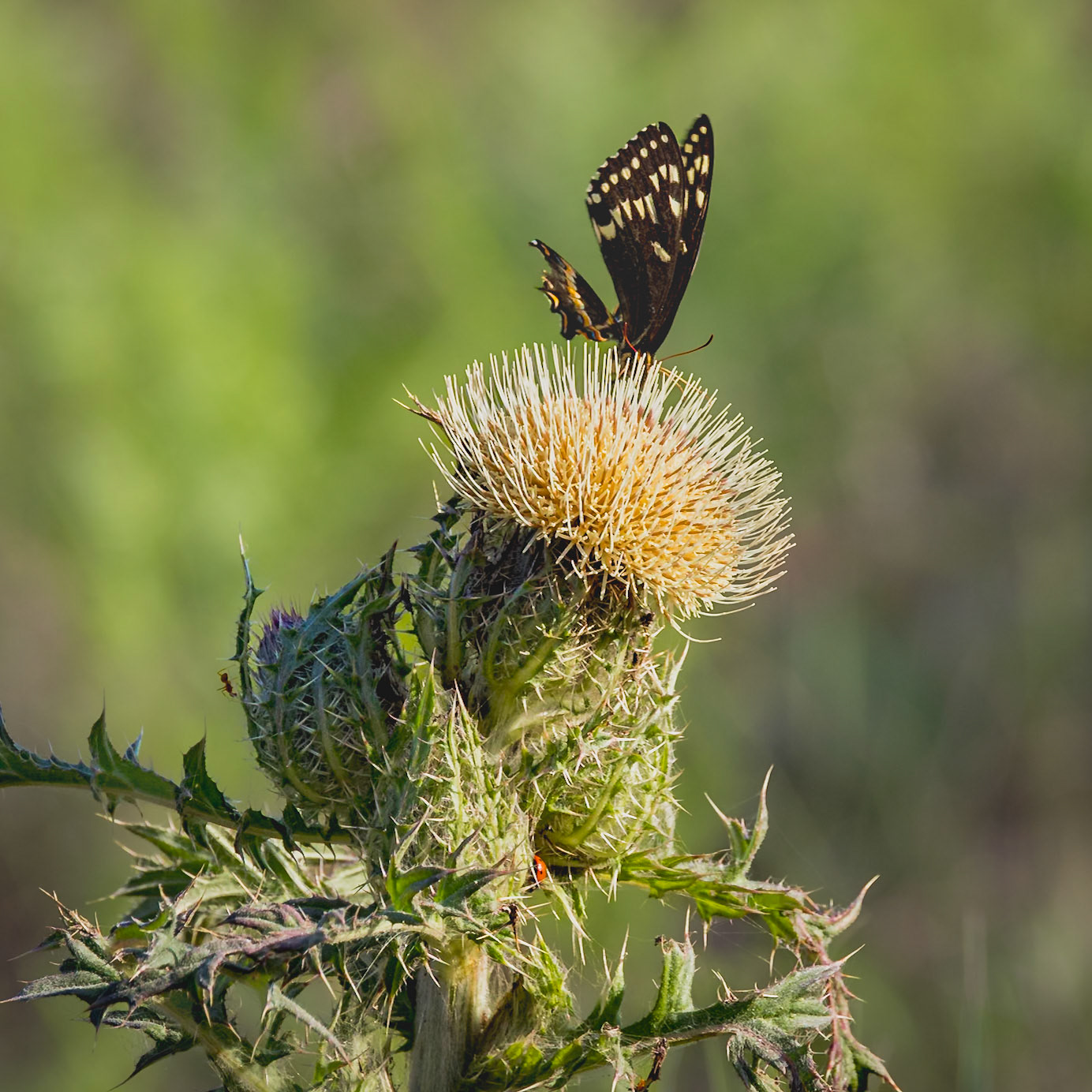 Yellow thistle with palamedes swallowtail 3, Greater Green Swamp Area