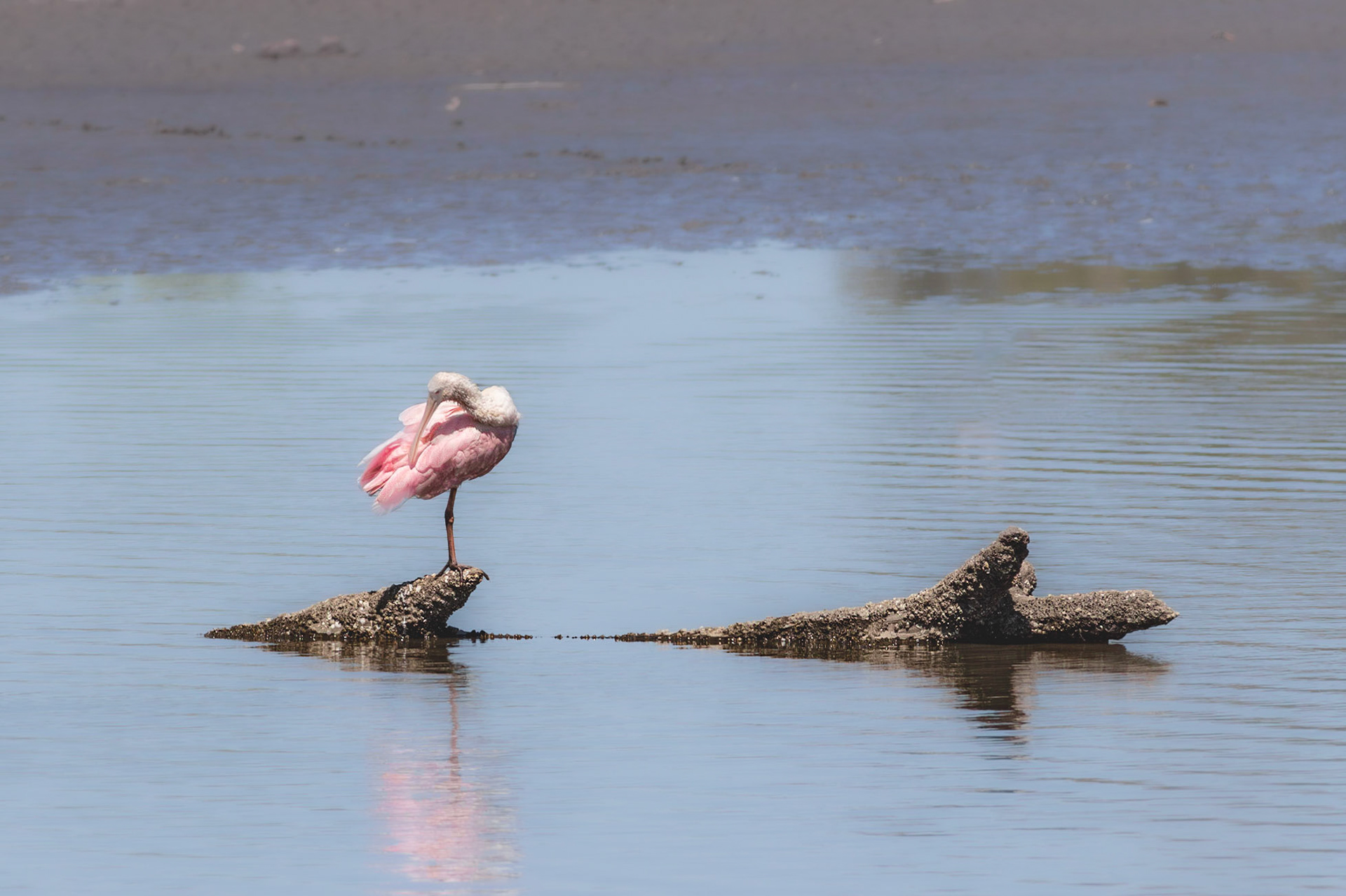 Roseate spoonbills 5, Donelly WMA