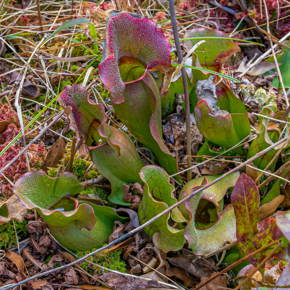 Purple pitcher plant 4, Piney Ridge Nature Preserve
