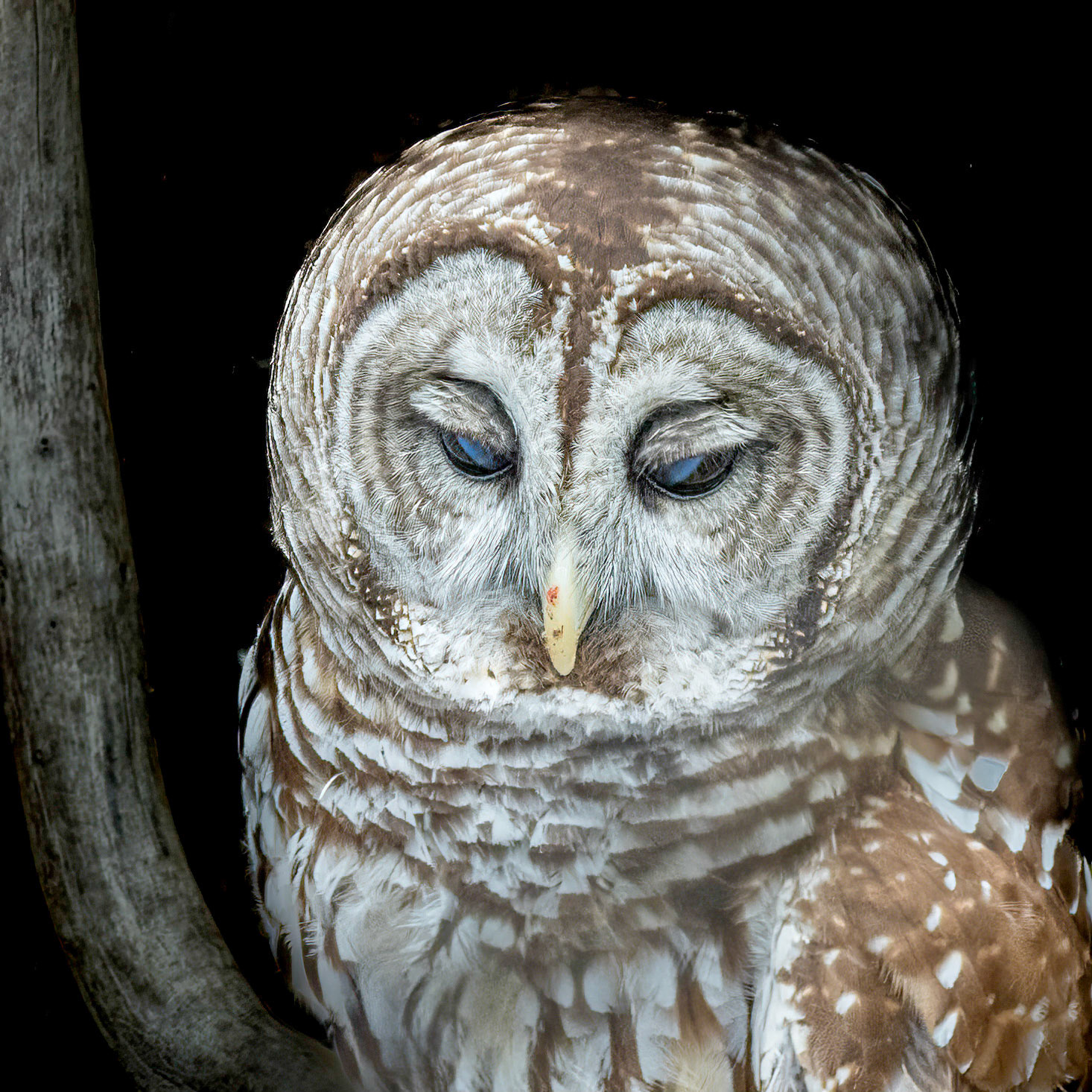 Barred owl 4, Sea Biscuit Wildlife Shelter