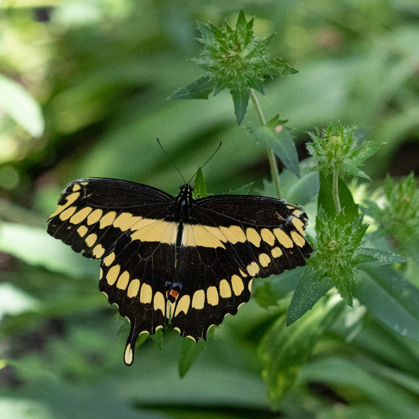 Giant Swallowtail 1, Airlie Gardens