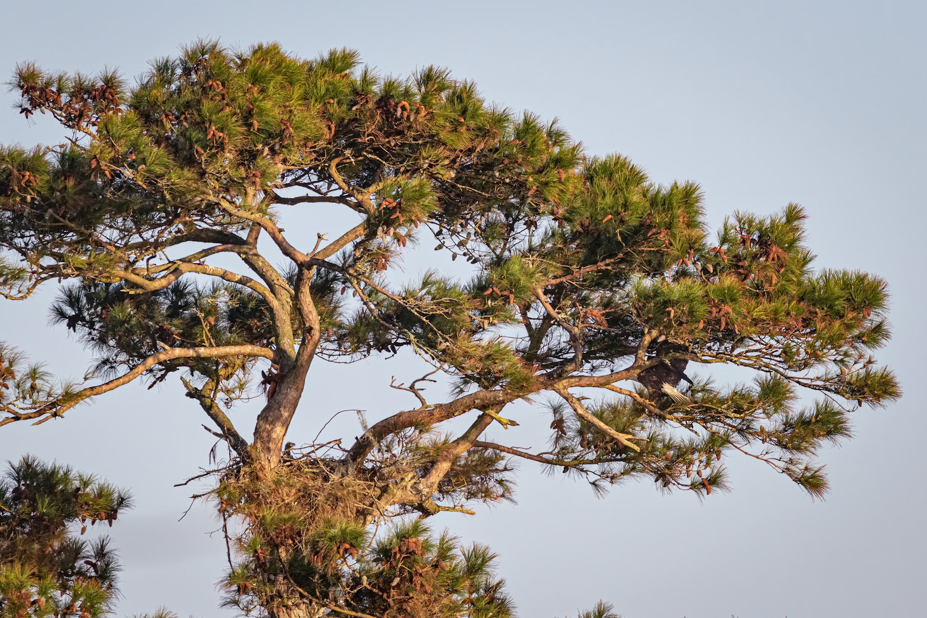 Bald Eagle 43, Carl Bazemore Platform, Sunset Beach