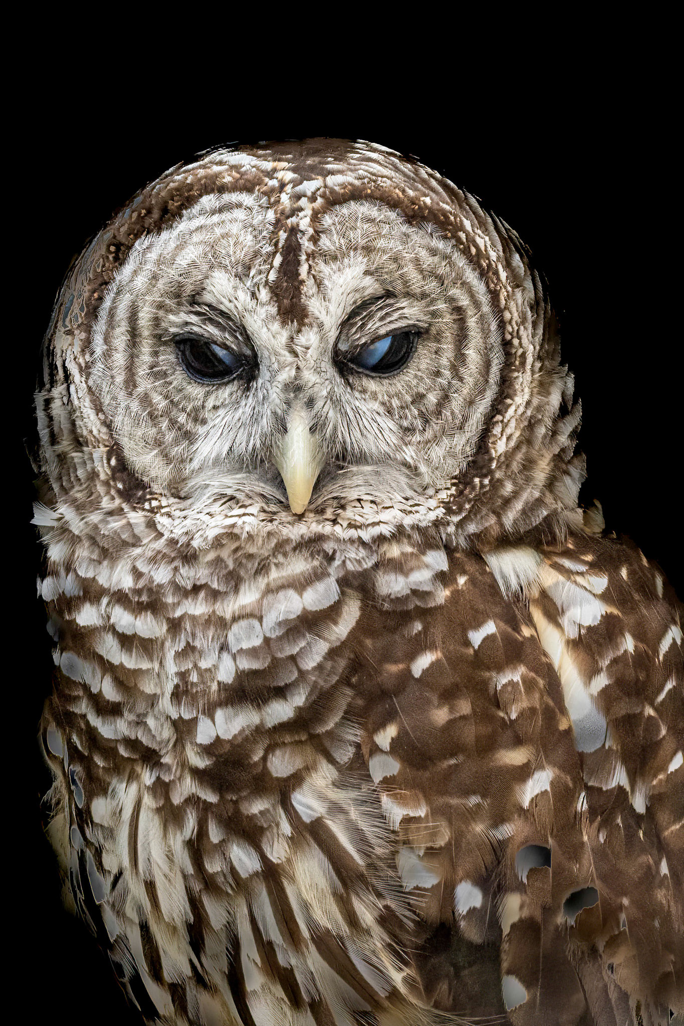 Barred owl 6, Sea Biscuit Wildlife Shelter