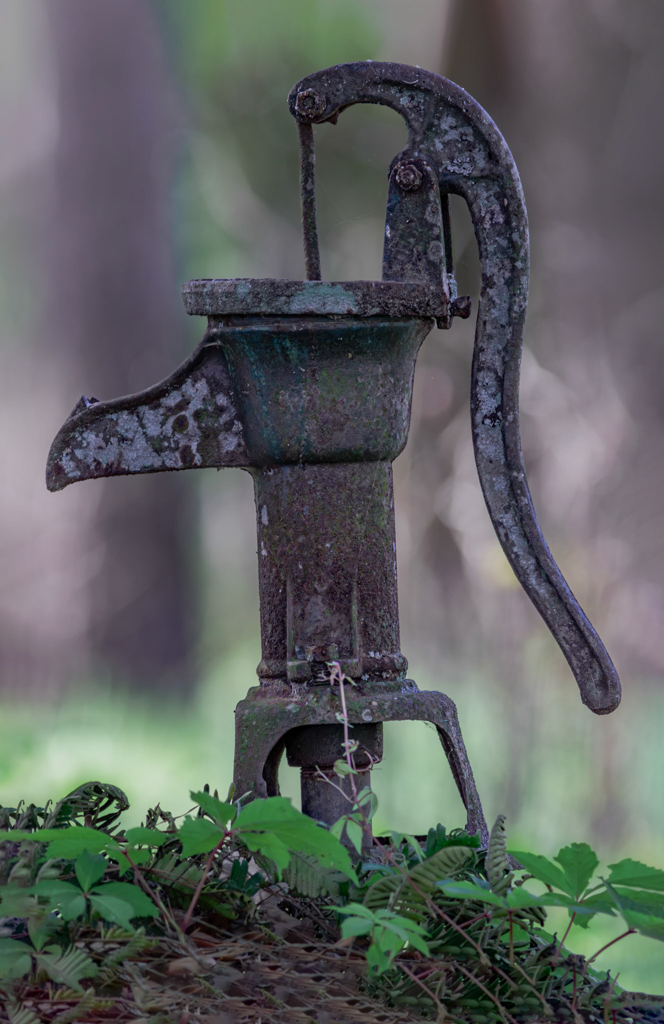 Old well, Donelly WMA, CHarleston SC area