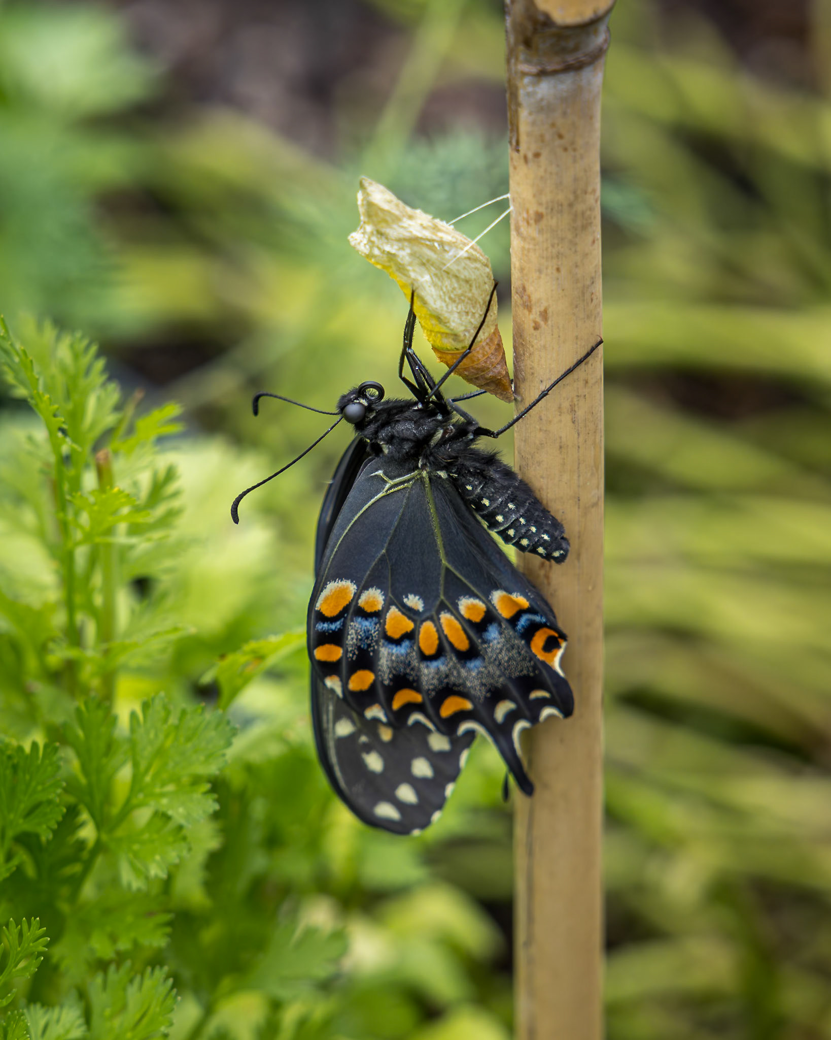 Black swallowtail hatching 6, Private home in Calabash, NC