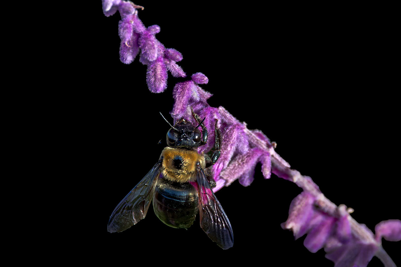 Bee 24 on Mexican bush sage, New Hanover County Arboretum