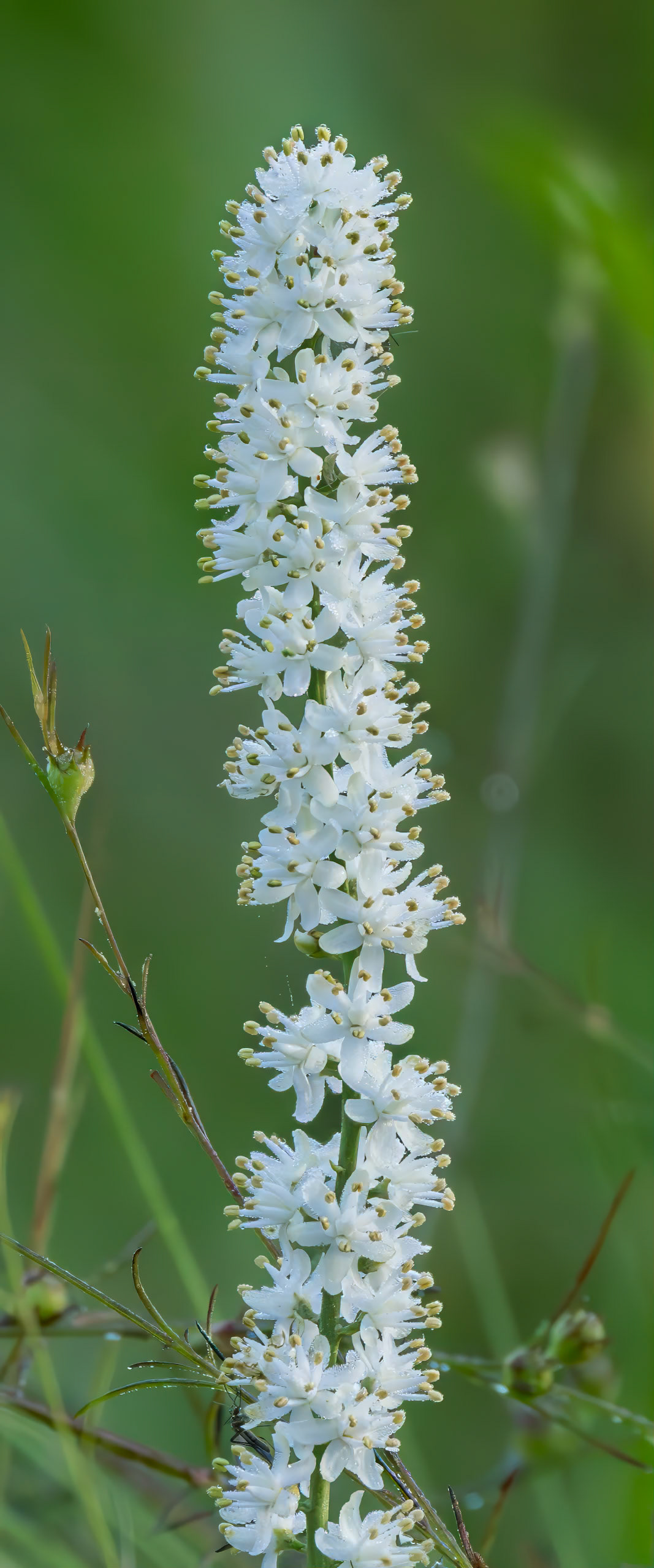 False asphodel 2, Green Swamp PReserve