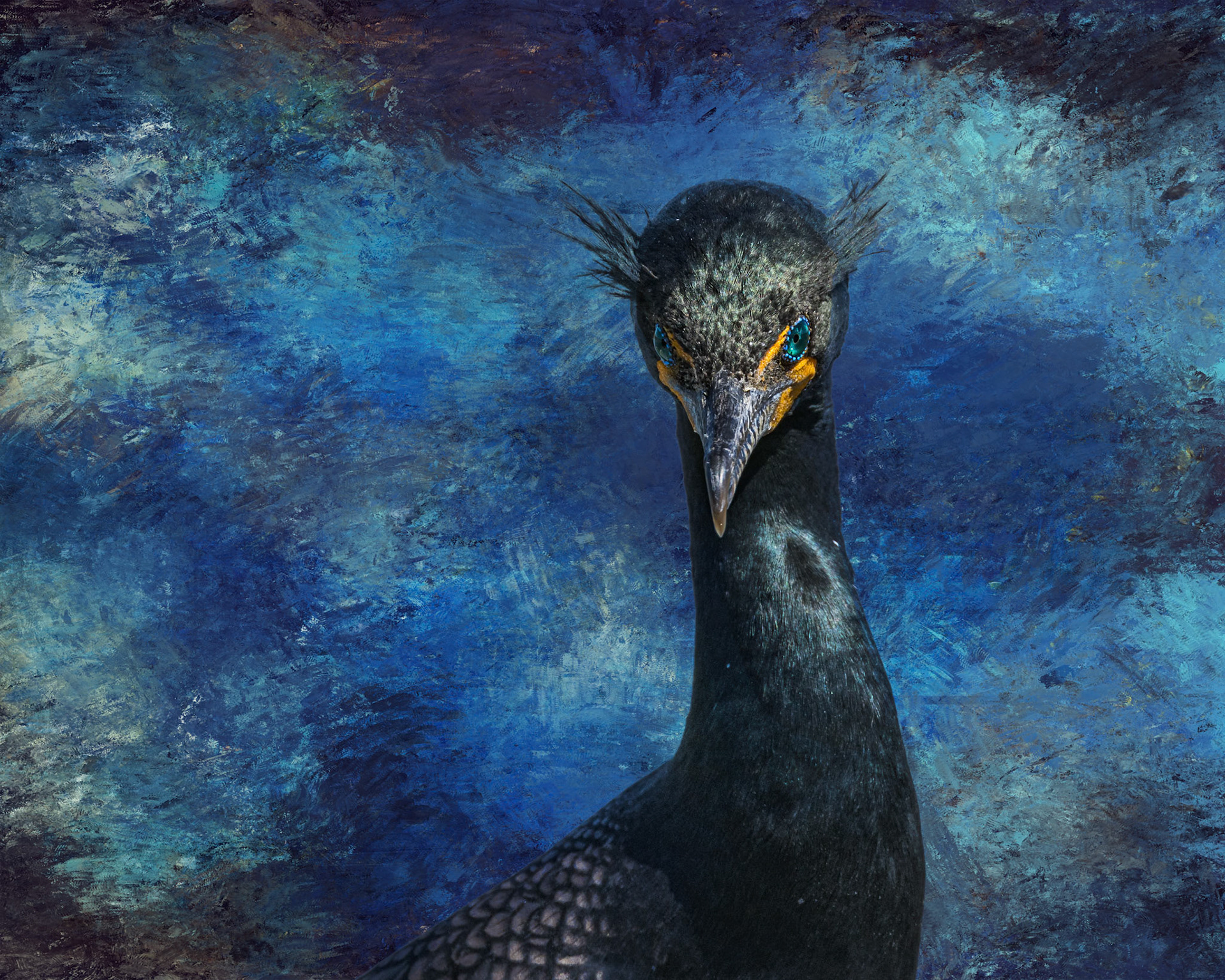 Cormorant 16, Huntington Beach State Park, SC