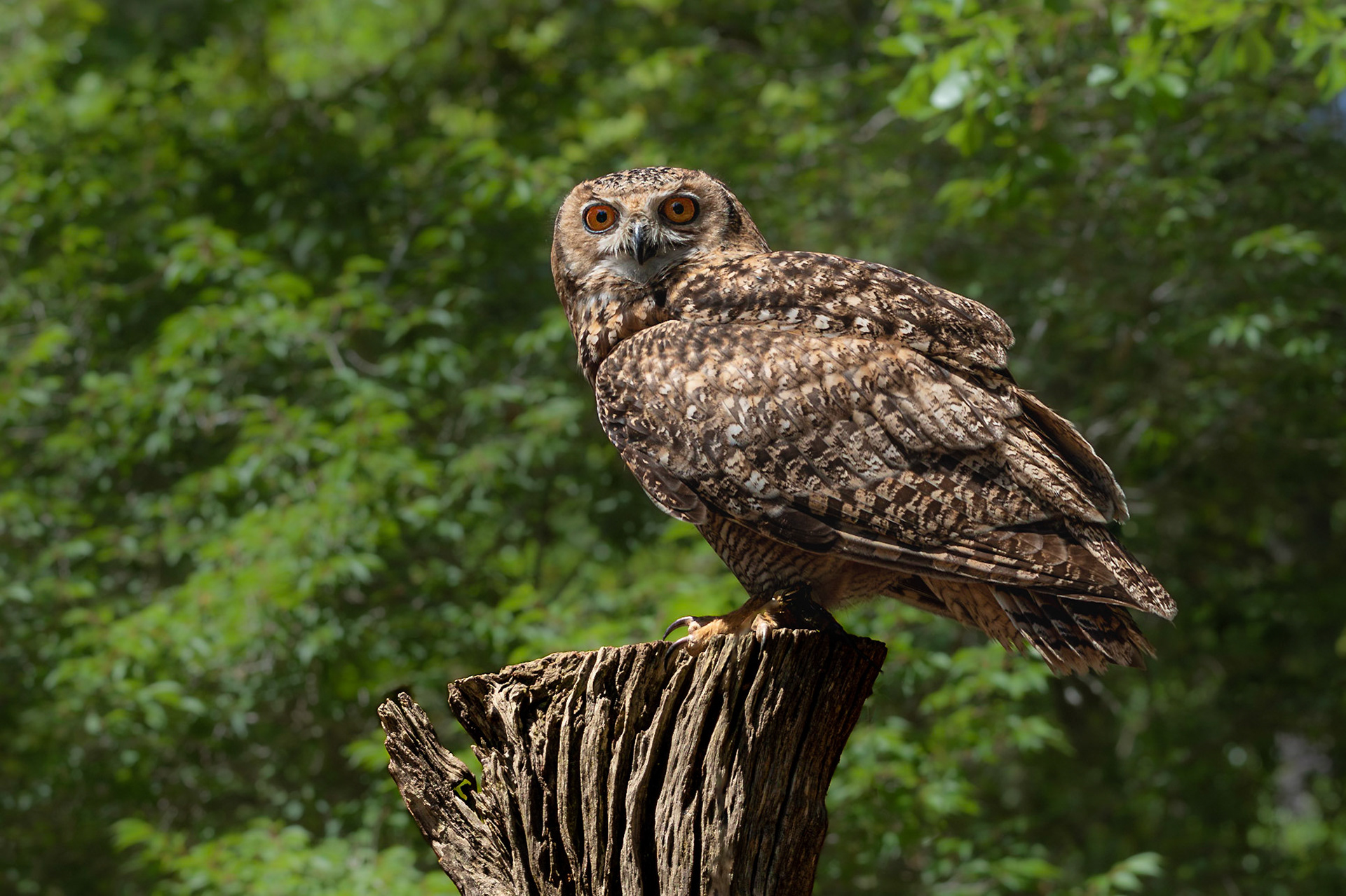 Dessert eagle owl 6, The Center for Birds of Prey, Awendaw, SC