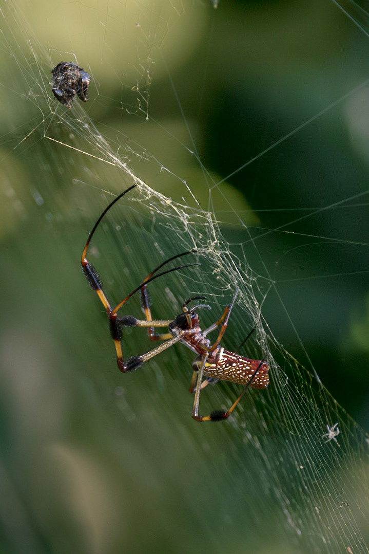Orb weaver 5, Brunswick County Botanical Gardens