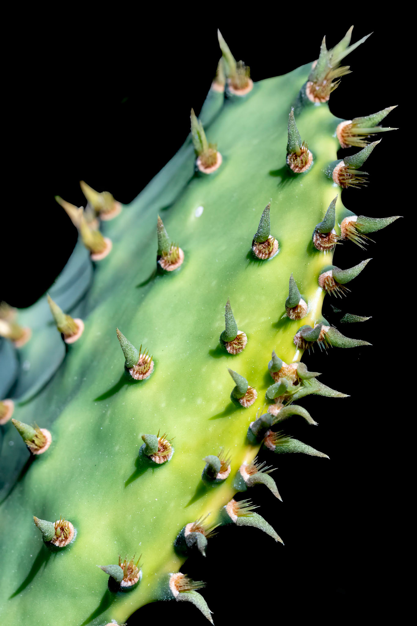 Prickly pear 5, OIB east end