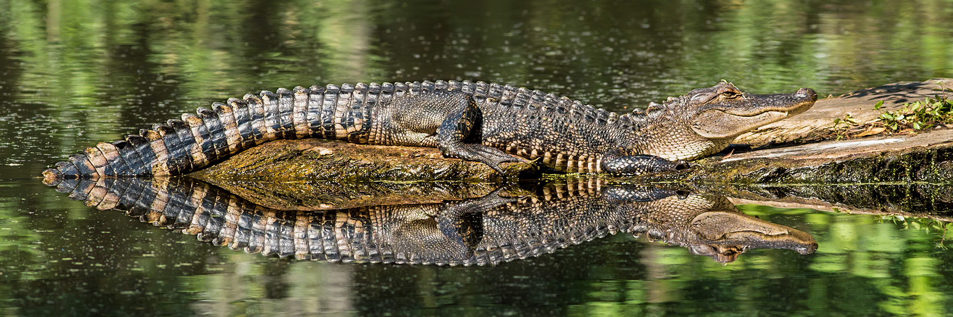 Gator 22, Magnolia Plantation and Gardens, SCAIR 53
