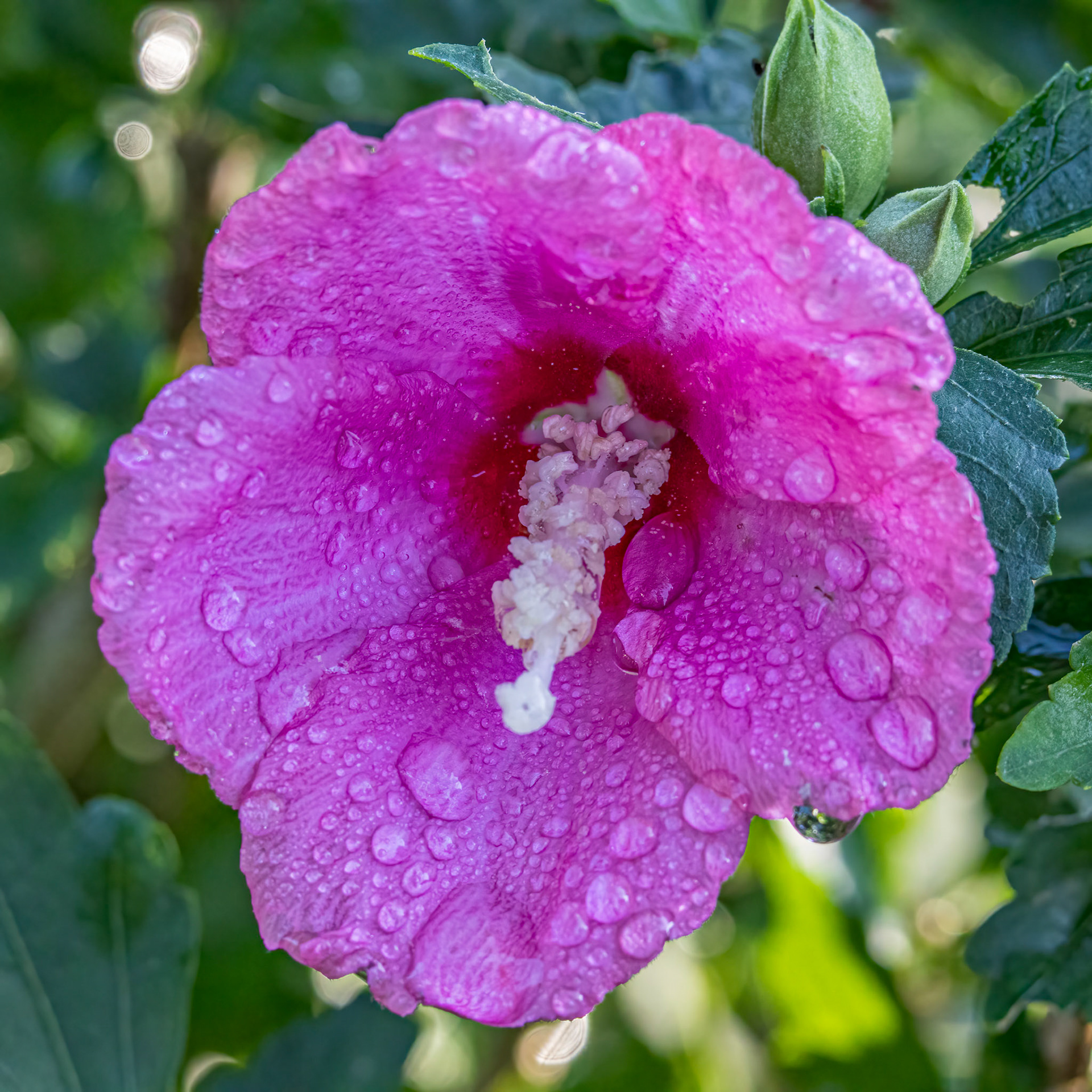 Hibiscus 5, Brunswick County Botanical garden, Brunswick County Botanical garden