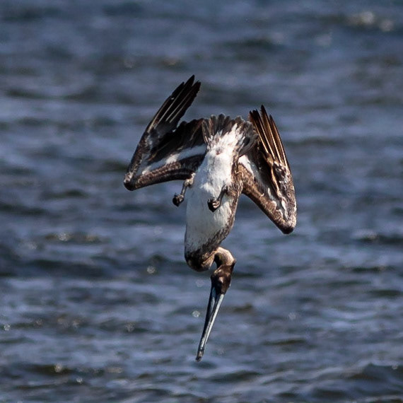 Pelicans Diving 20, OIB