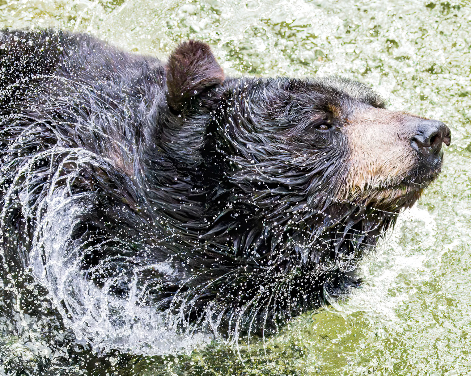 Black bear 21, Grandfather Mountain, NC