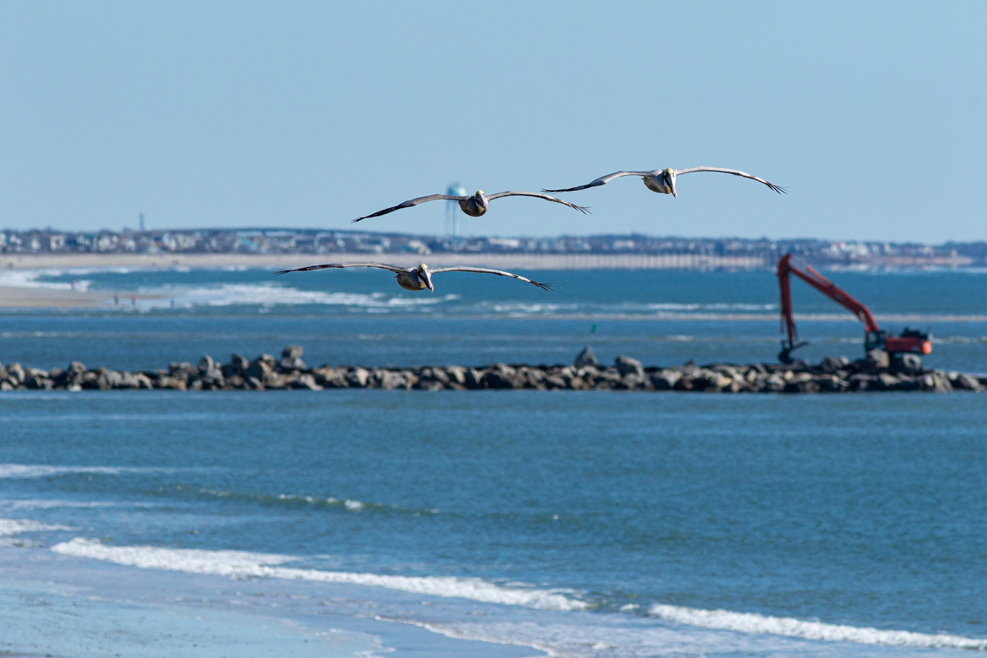 Pelicans at eye level 4, OIB east end