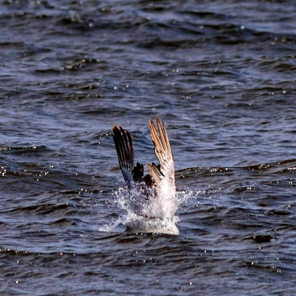 Pelicans Diving 17, OIB