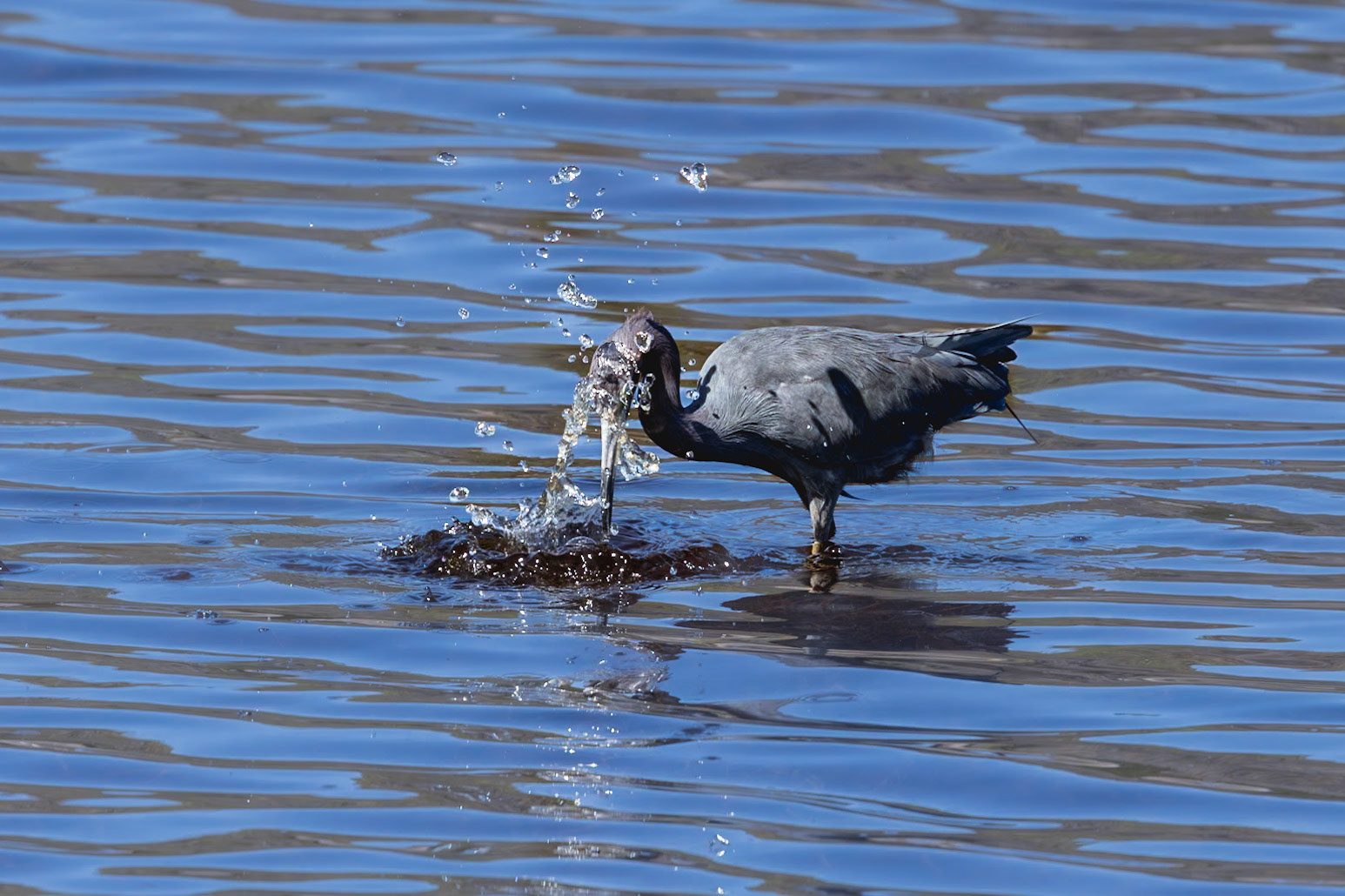 Little blue heron 33, Huntington Beach State Park, SC