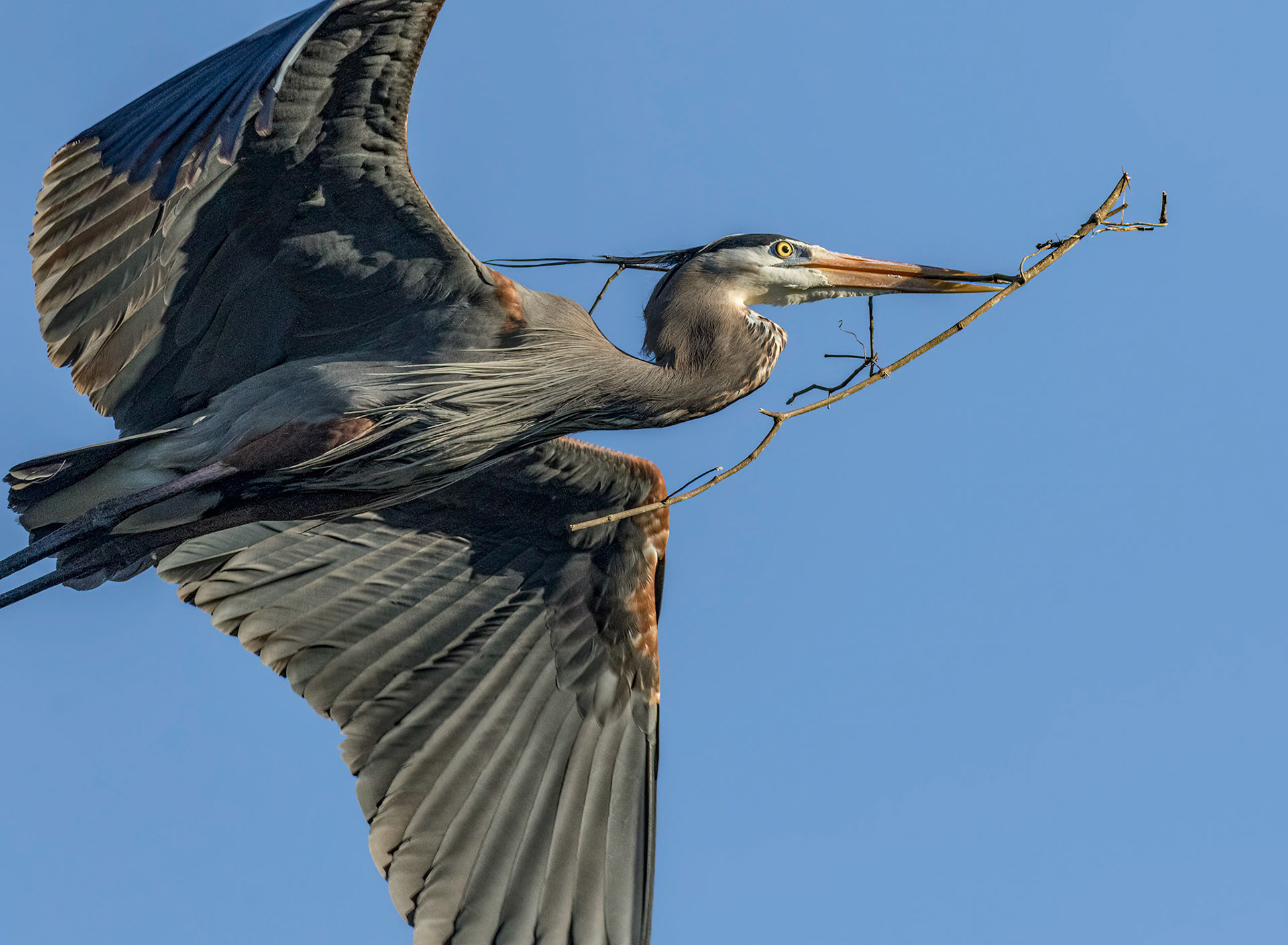 Herons Mating 3, He returns with the stick